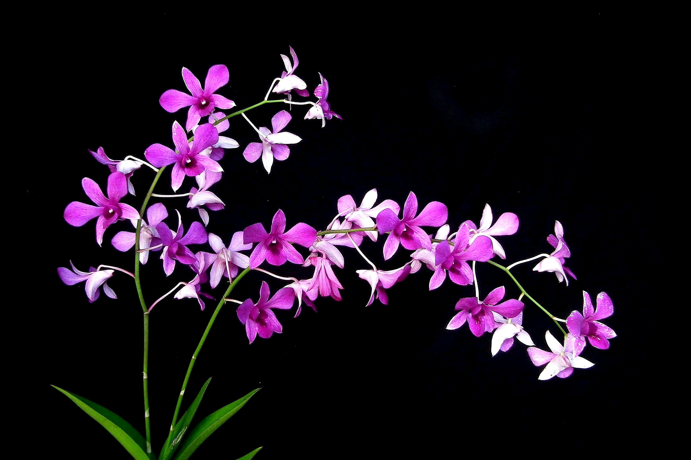 Handy-Wallpaper Blumen, Blume, Orchidee, Lila Blume, Erde/natur kostenlos herunterladen.