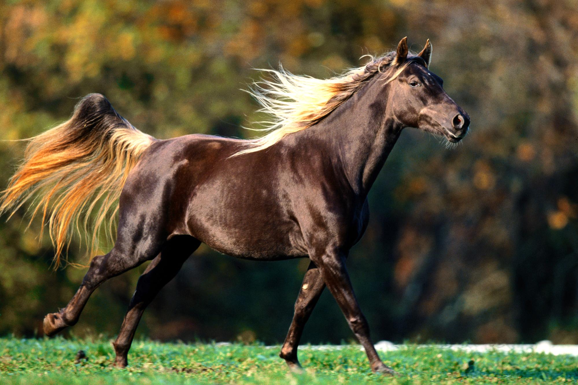 PCデスクトップに動物, 馬, トロット画像を無料でダウンロード