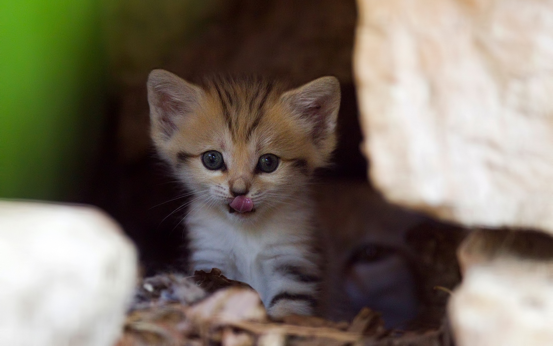 Handy-Wallpaper Tiere, Katzen, Katze kostenlos herunterladen.