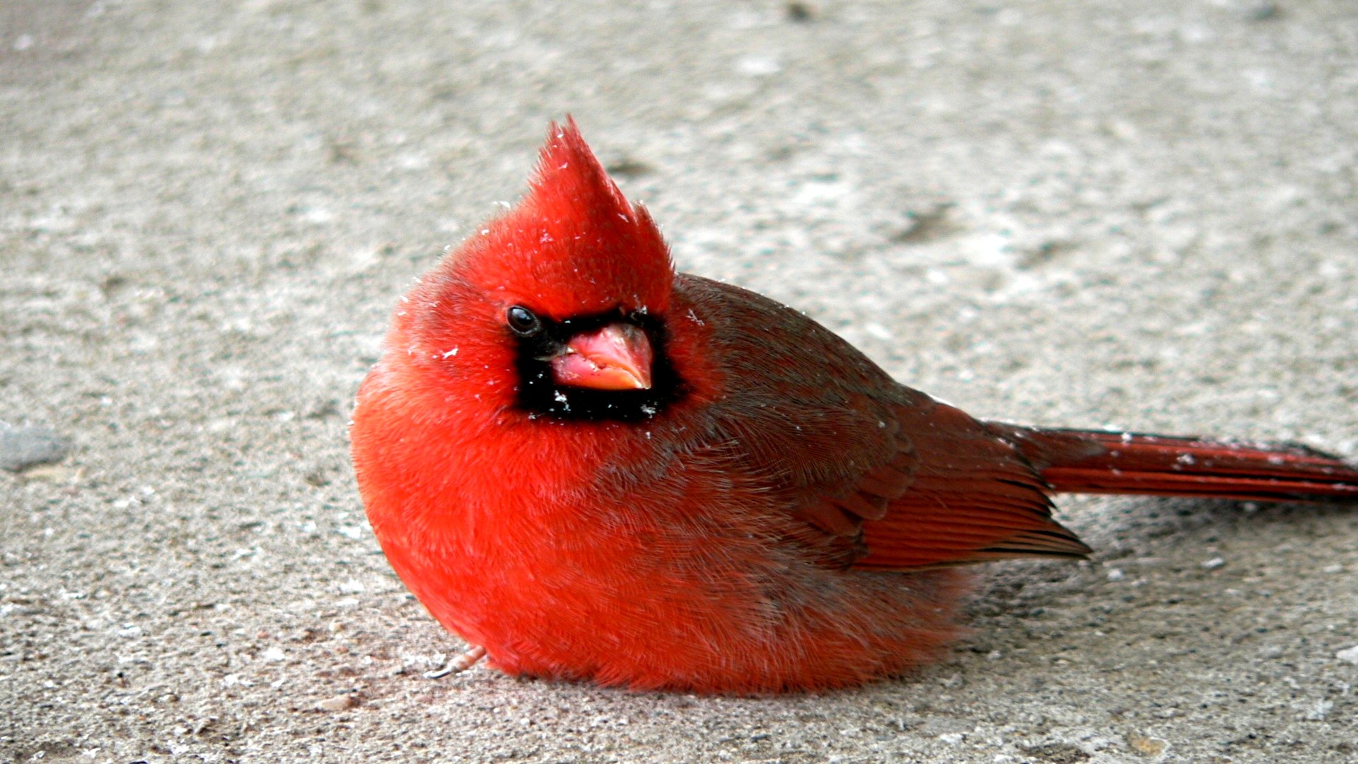 Free download wallpaper Birds, Animal, Cardinal on your PC desktop