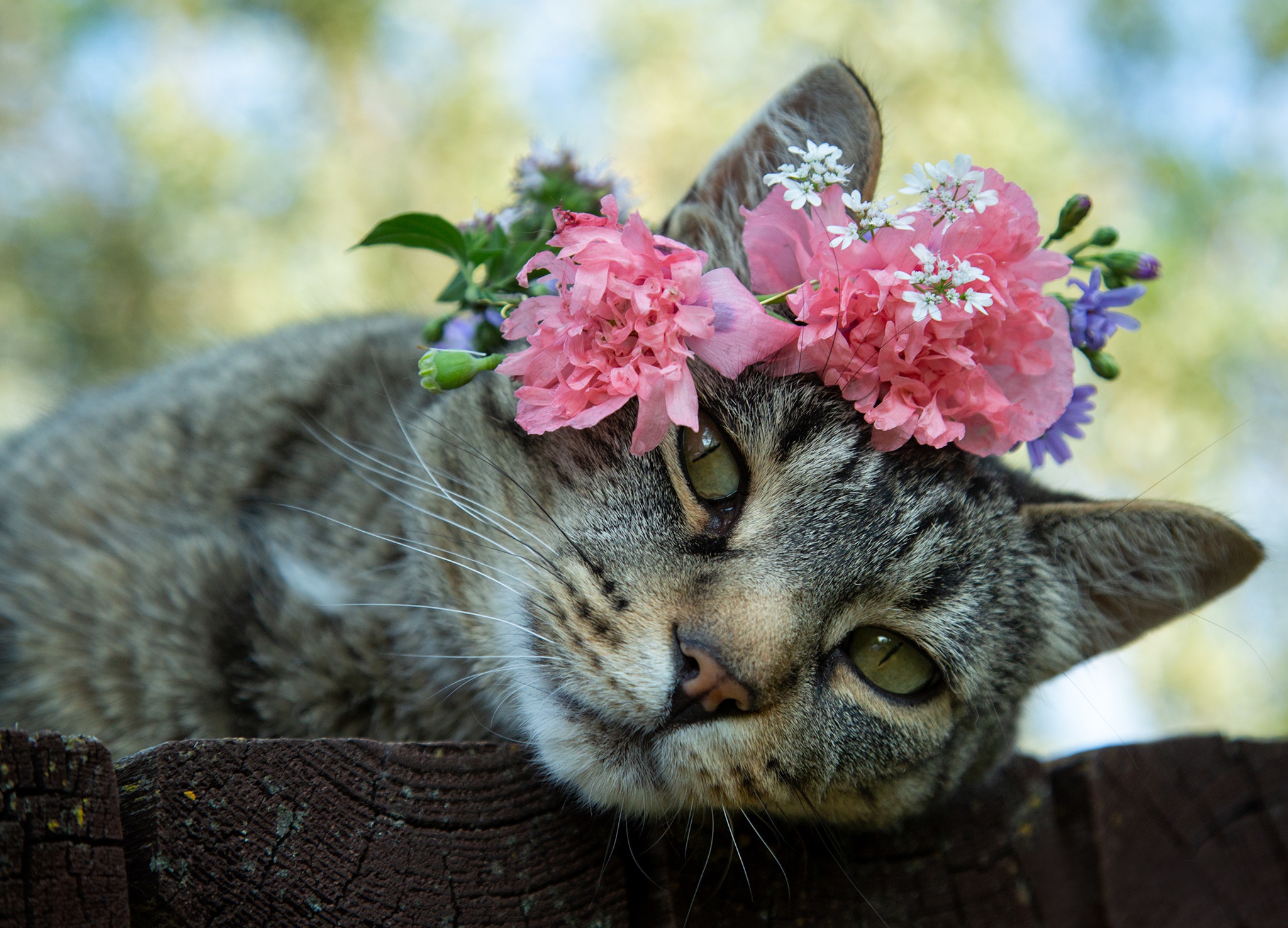 Baixar papel de parede para celular de Animais, Gatos, Gato, Olhar Fixamente gratuito.