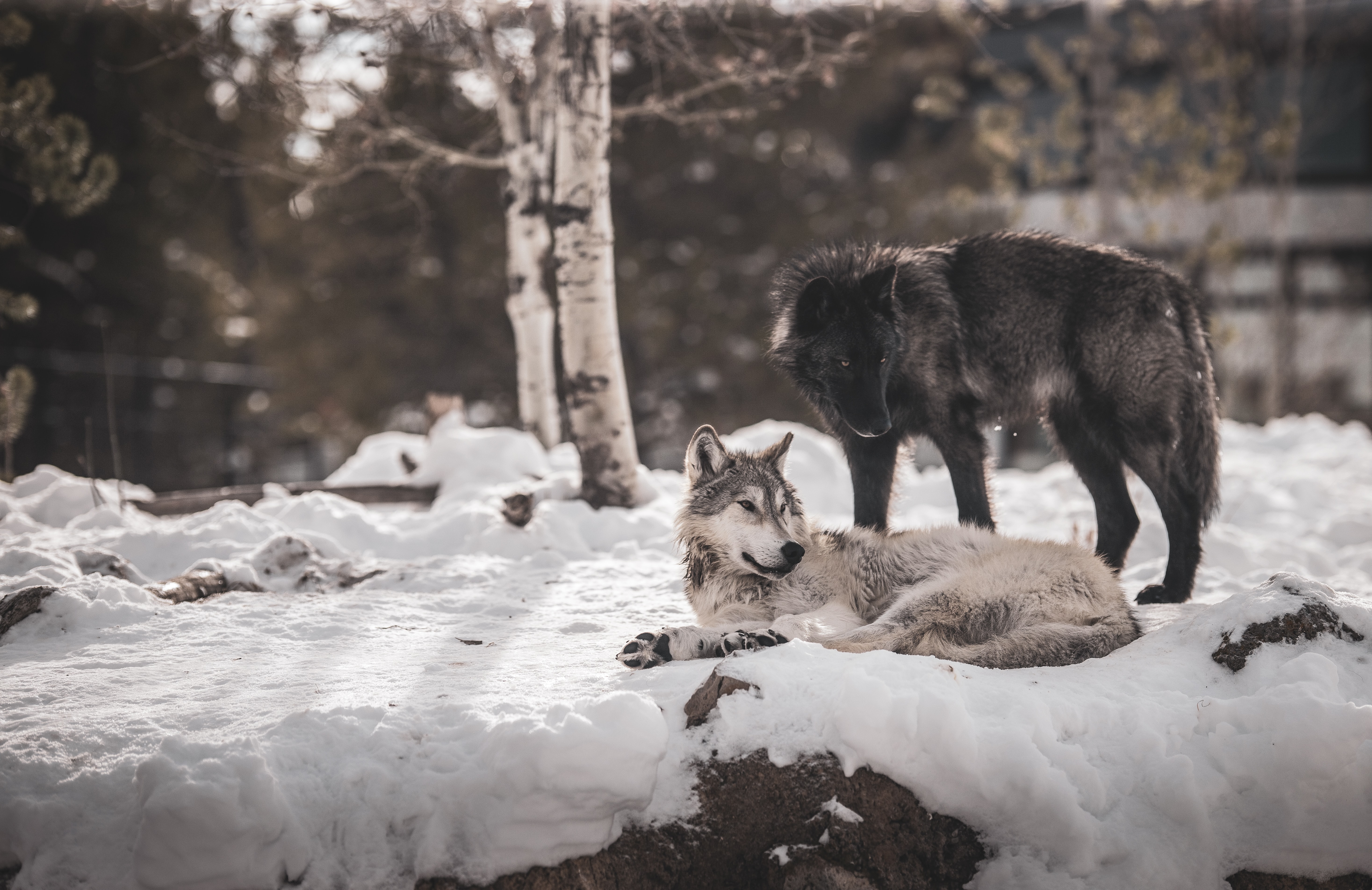 62513 baixar papel de parede lobos, animais, neve, amizade, predadores - protetores de tela e imagens gratuitamente