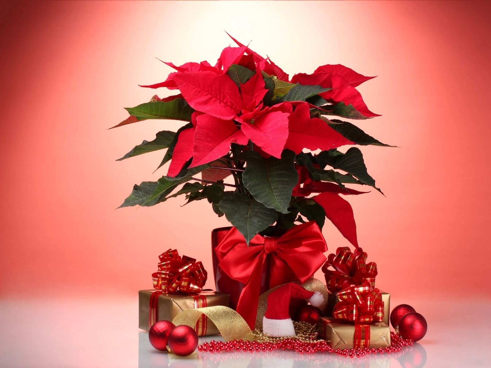 poinsettia, holiday, christmas, bauble, decoration, flower, gift, plant, red