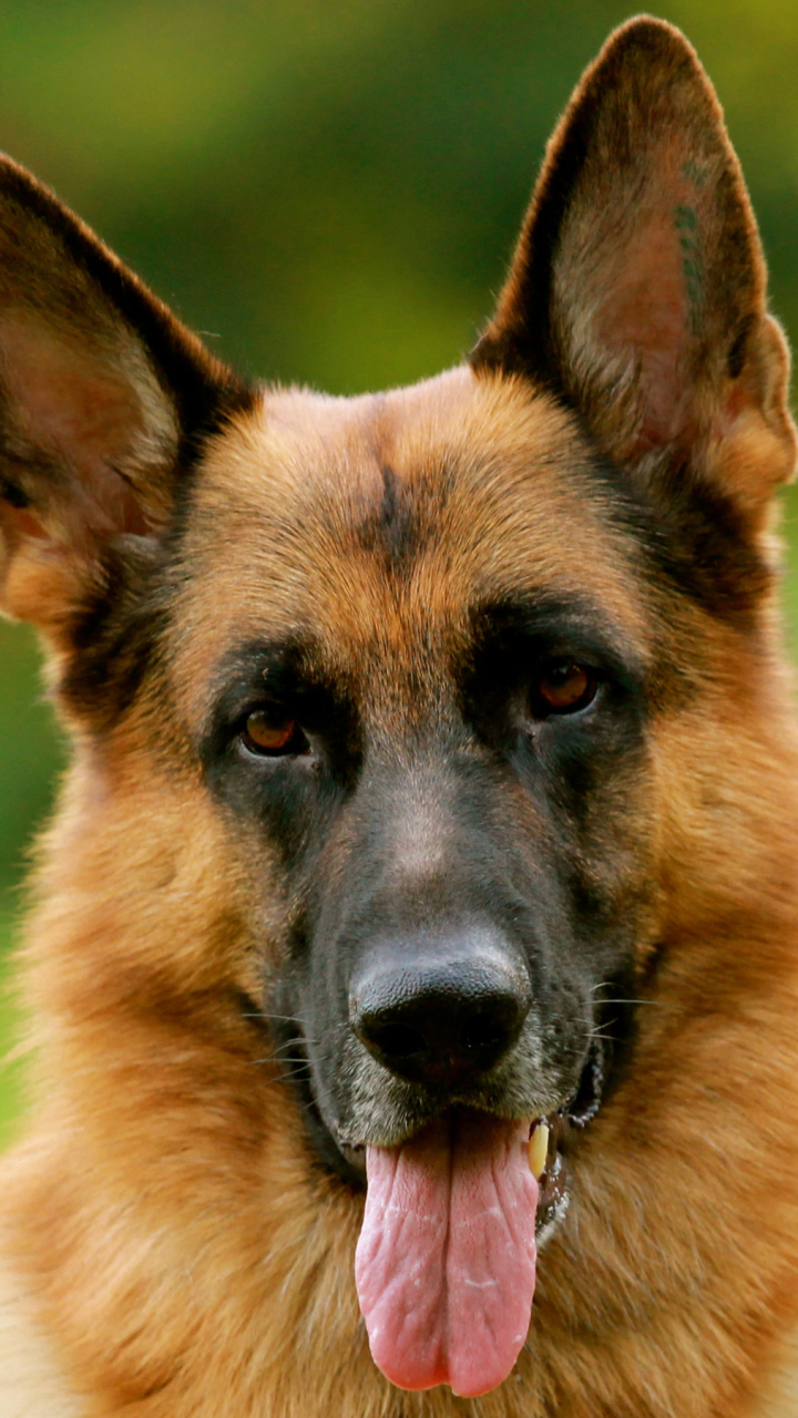 Download mobile wallpaper Dogs, Animal, German Shepherd for free.