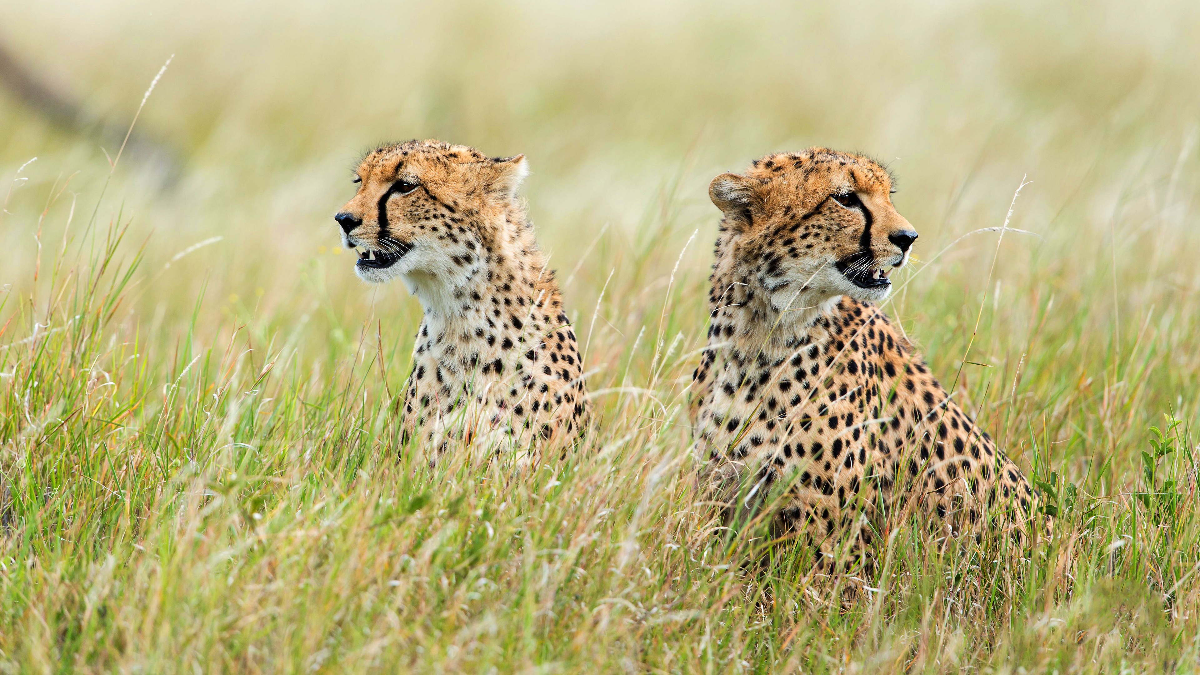 Téléchargez des papiers peints mobile Animaux, Chats, Guépard gratuitement.