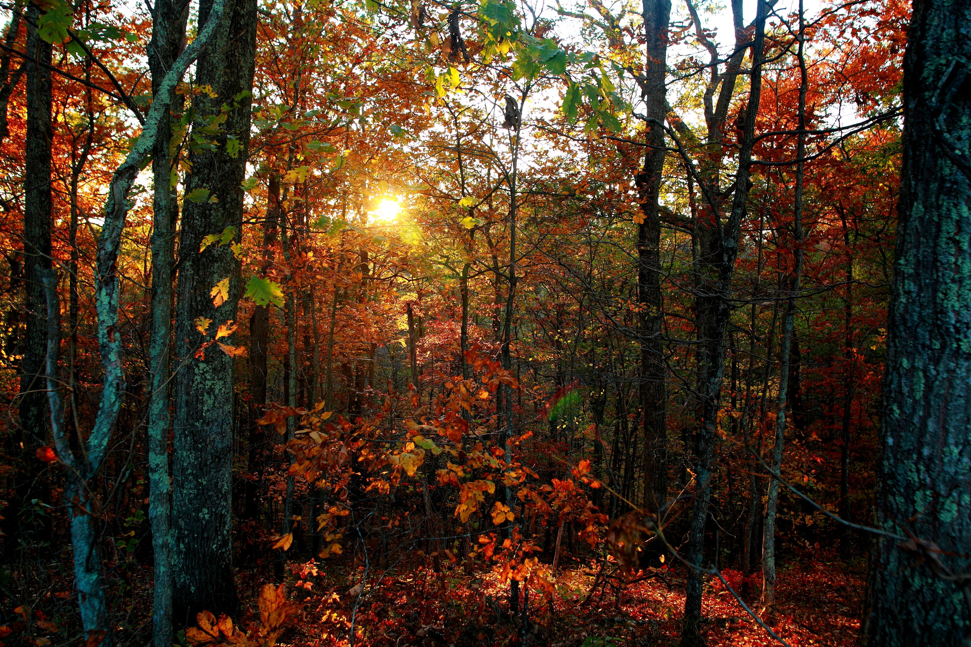 Laden Sie das Herbst, Erde/natur-Bild kostenlos auf Ihren PC-Desktop herunter