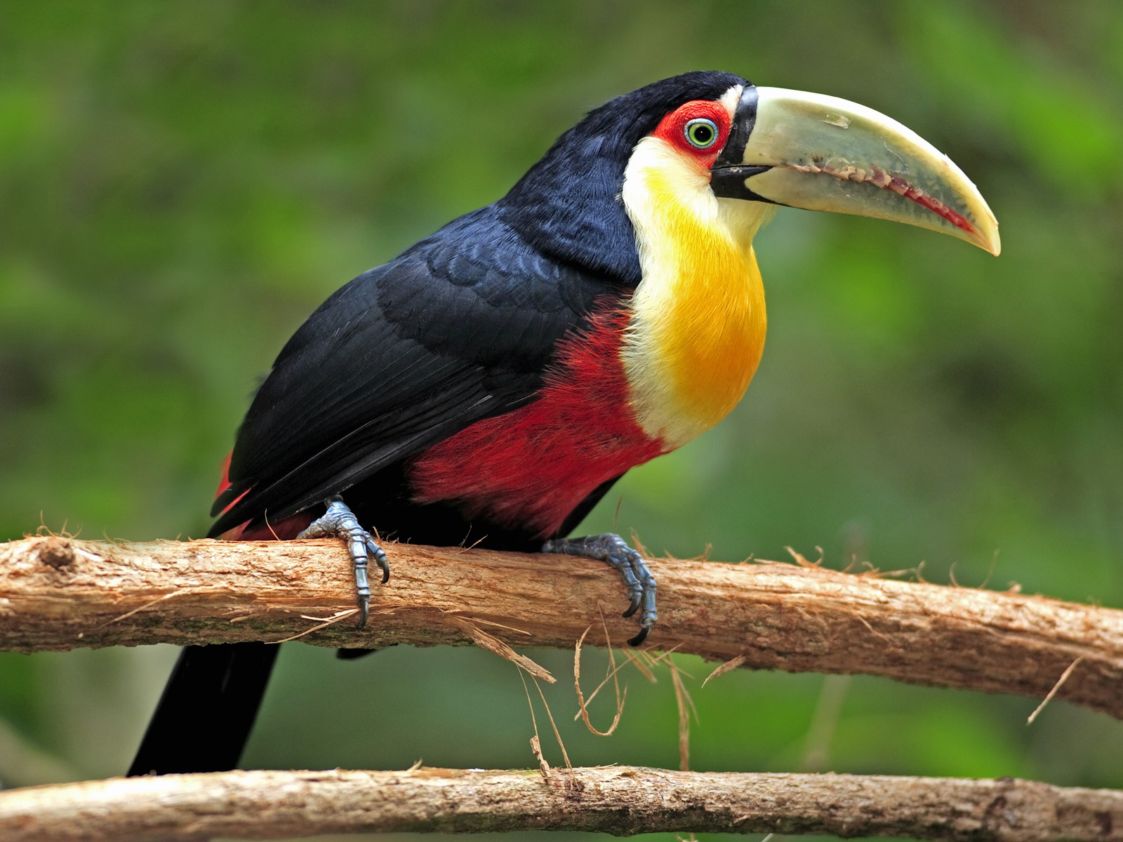 Téléchargez des papiers peints mobile Animaux, Toucan gratuitement.