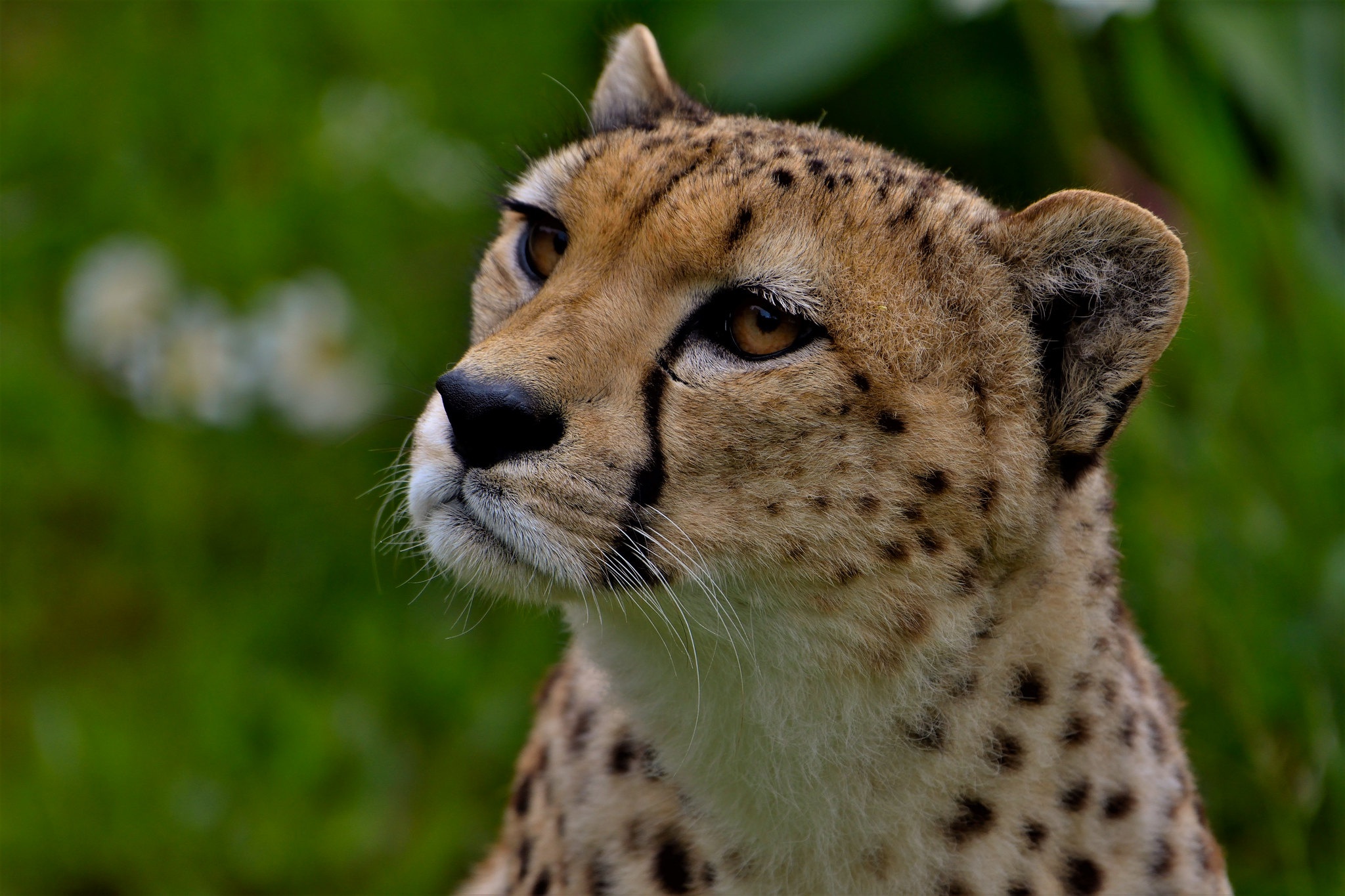 Handy-Wallpaper Tiere, Katzen, Gepard kostenlos herunterladen.