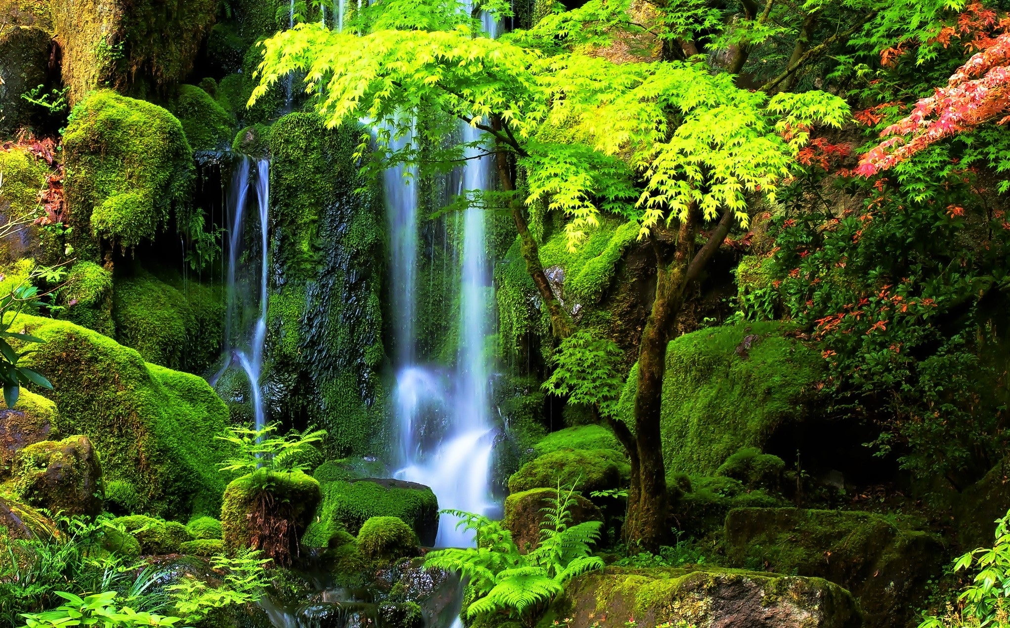 Скачать обои бесплатно Осень, Водопады, Водопад, Лес, Дерево, Мох, Земля/природа картинка на рабочий стол ПК