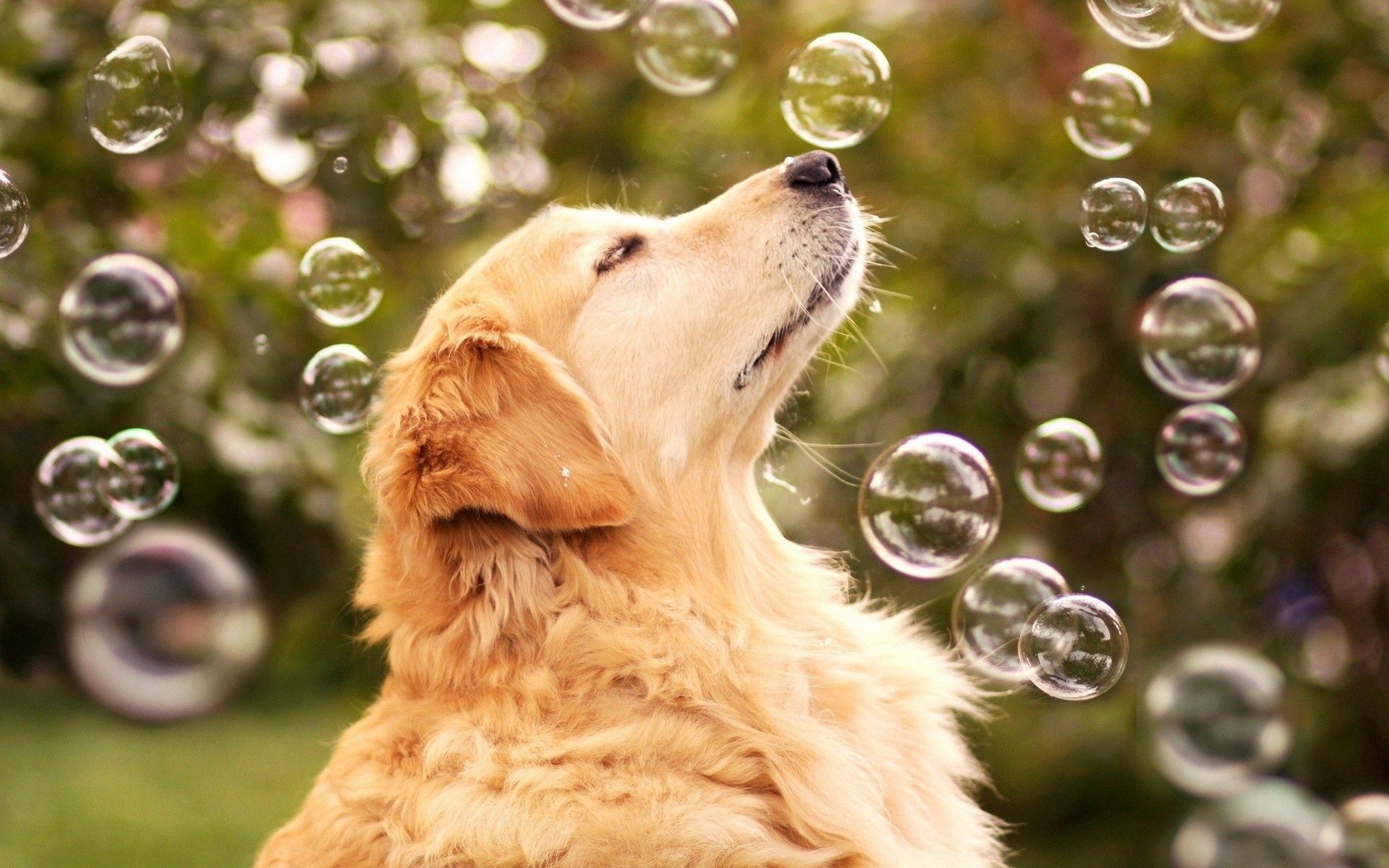 102055 завантажити картинку тварини, бульбашки, собака, пес, погляд, заява, мильні бульбашки - шпалери і заставки безкоштовно