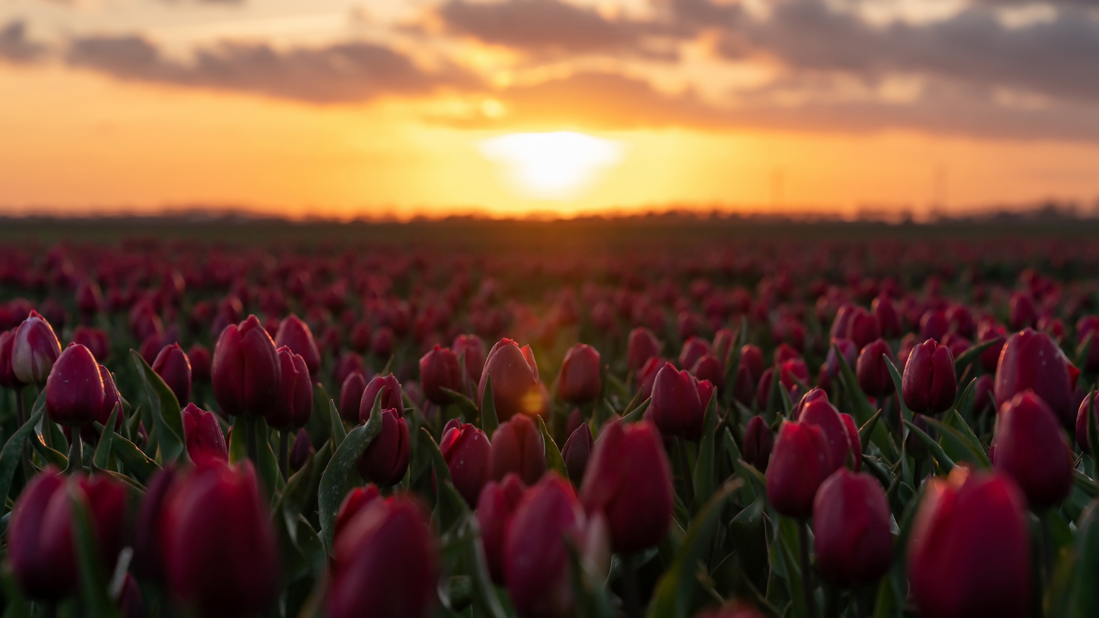 Download mobile wallpaper Nature, Flowers, Sunset, Flower, Earth, Tulip, Pink Flower for free.