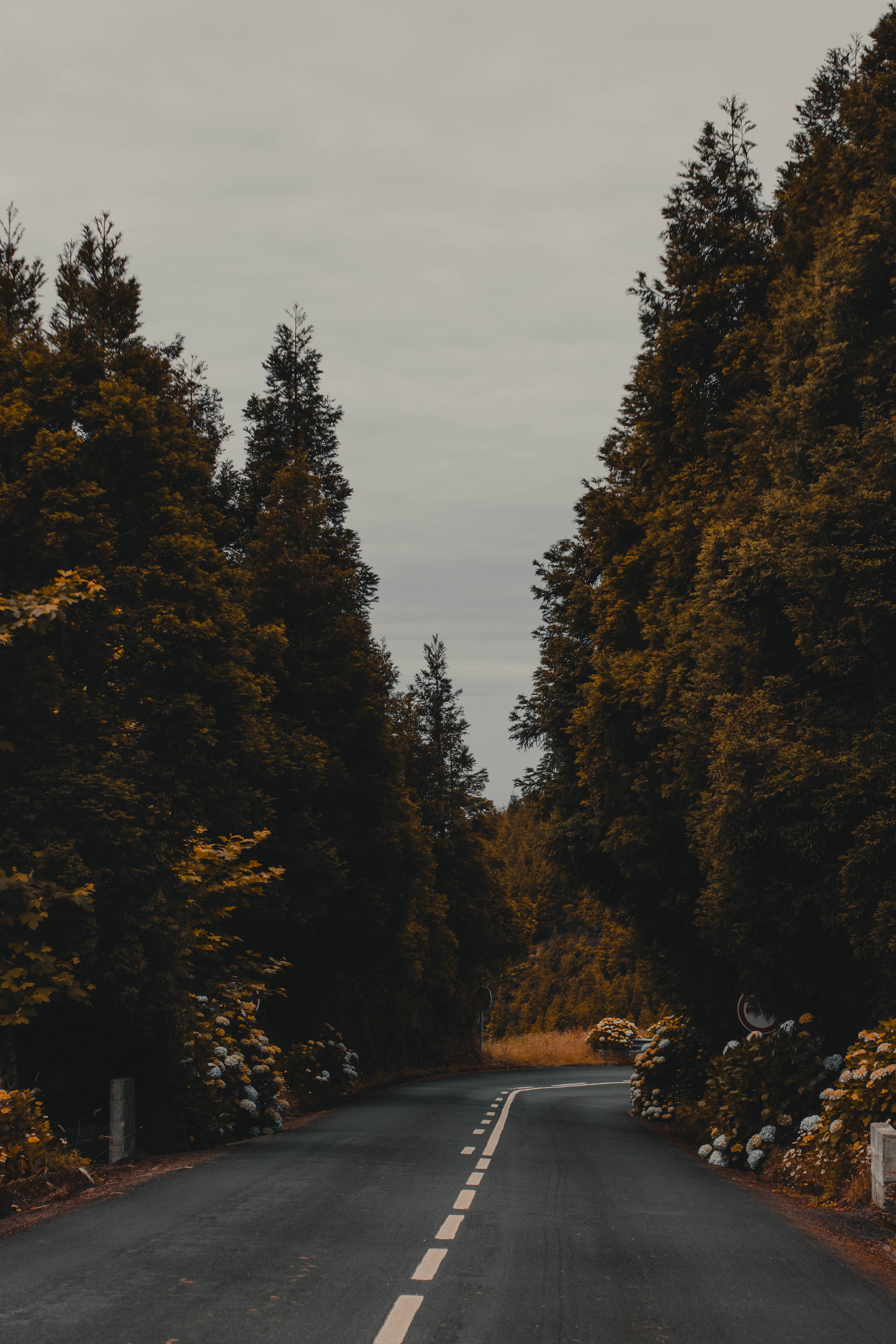 Download mobile wallpaper Markup, Bush, Flowers, Nature, Road for free.
