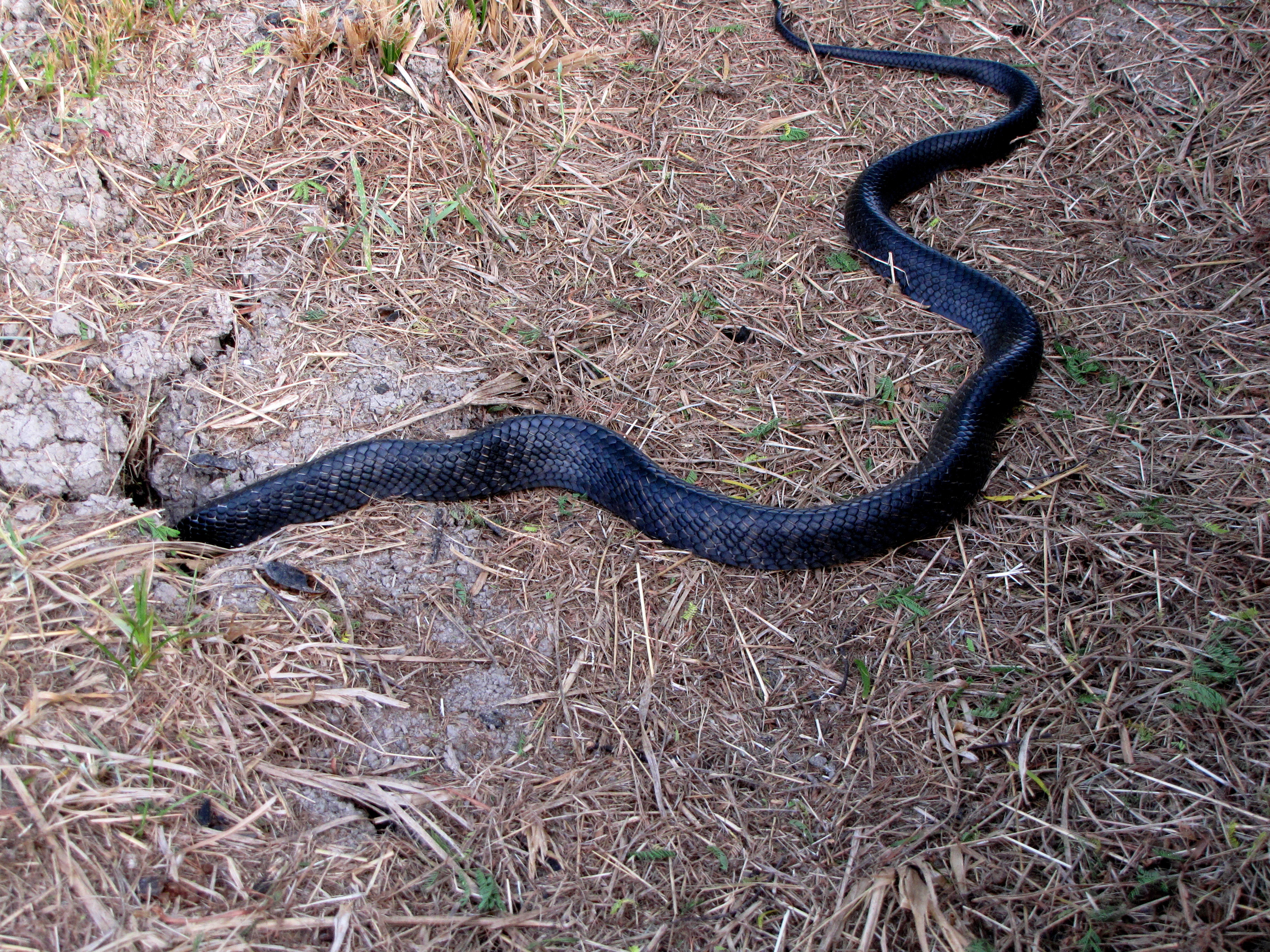 Descarga gratuita de fondo de pantalla para móvil de Animales, Serpiente.