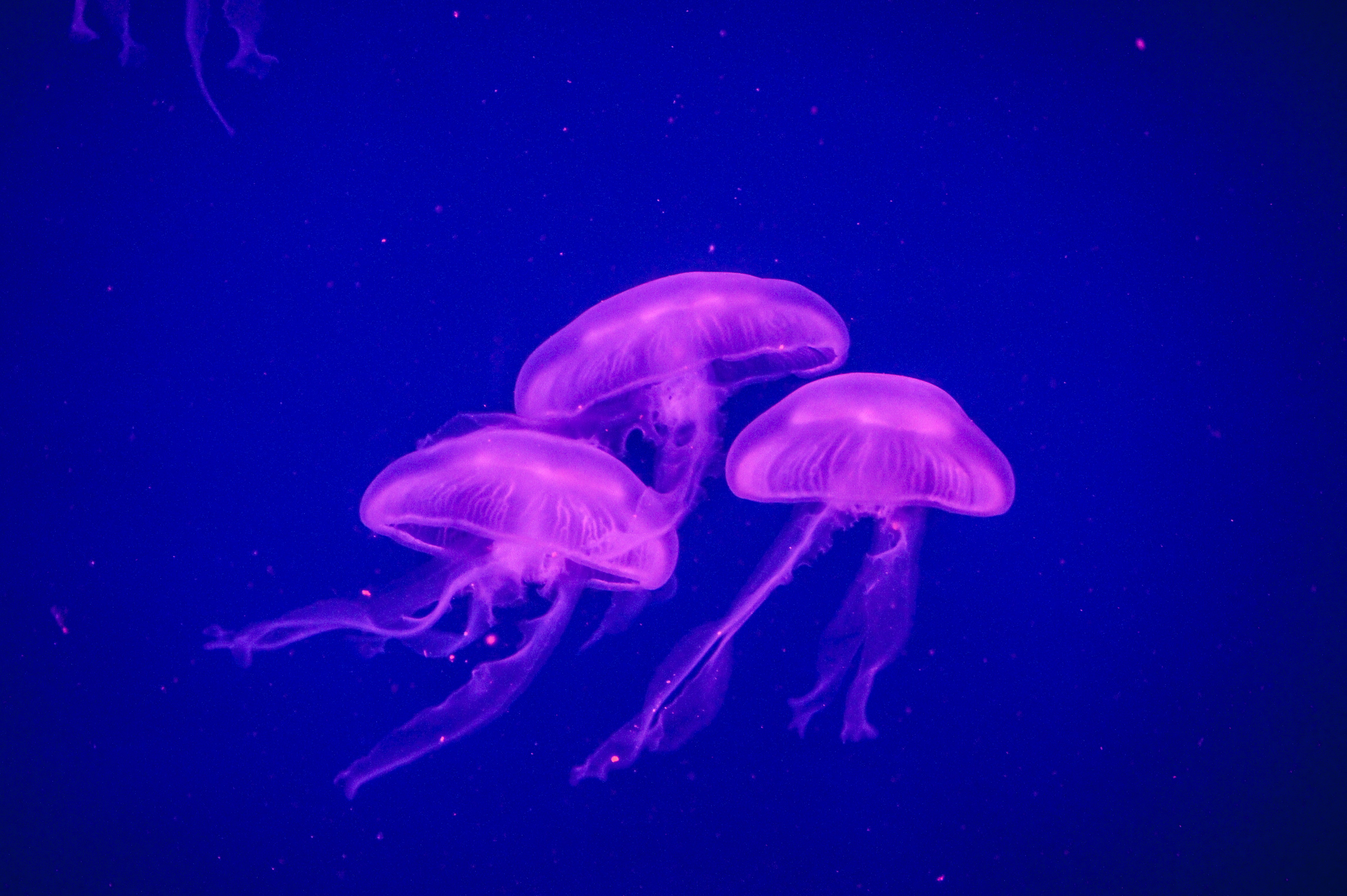 Download mobile wallpaper Jellyfish, Fishes, Animal, Purple, Underwater, Sea Life for free.