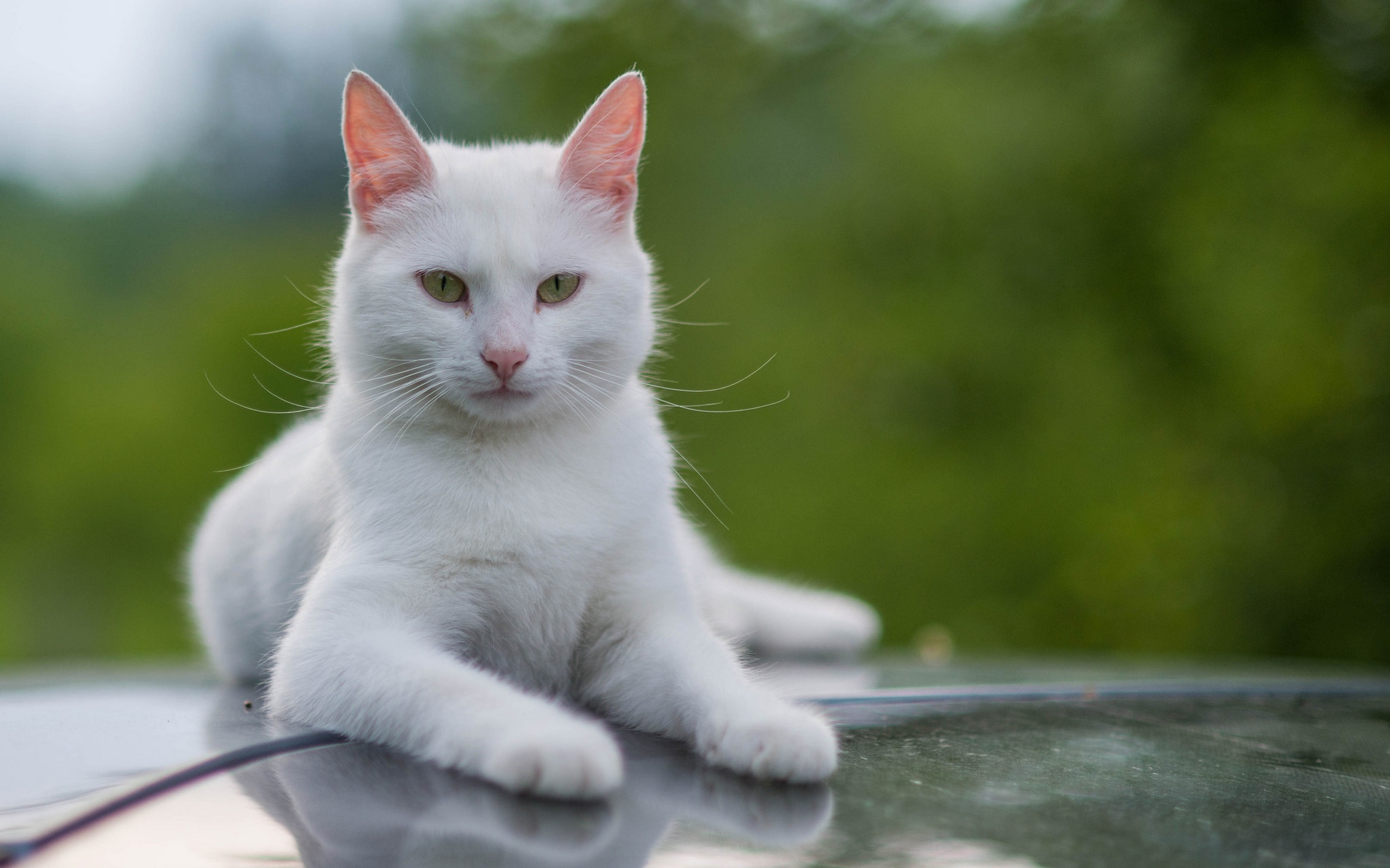 Descarga gratuita de fondo de pantalla para móvil de Animales, Gatos, Gato.