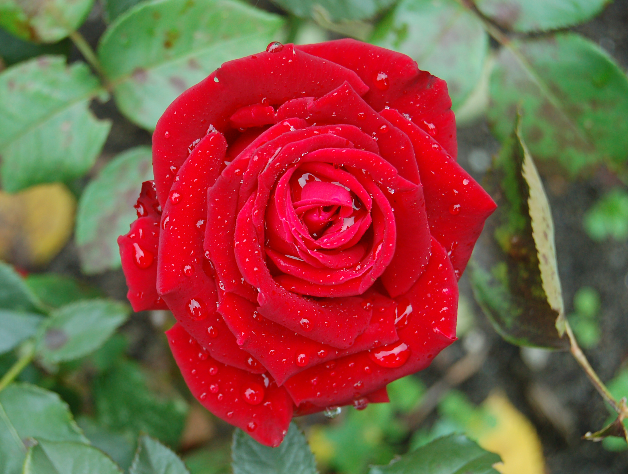 Descarga gratuita de fondo de pantalla para móvil de Flores, Rosa, Tierra/naturaleza.