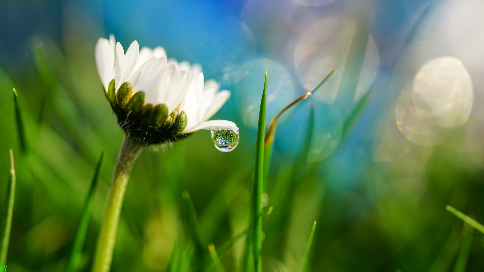 Descarga gratis la imagen Naturaleza, Flores, Verano, Flor, Bokeh, Flor Blanca, Tierra/naturaleza, Macrofotografía en el escritorio de tu PC