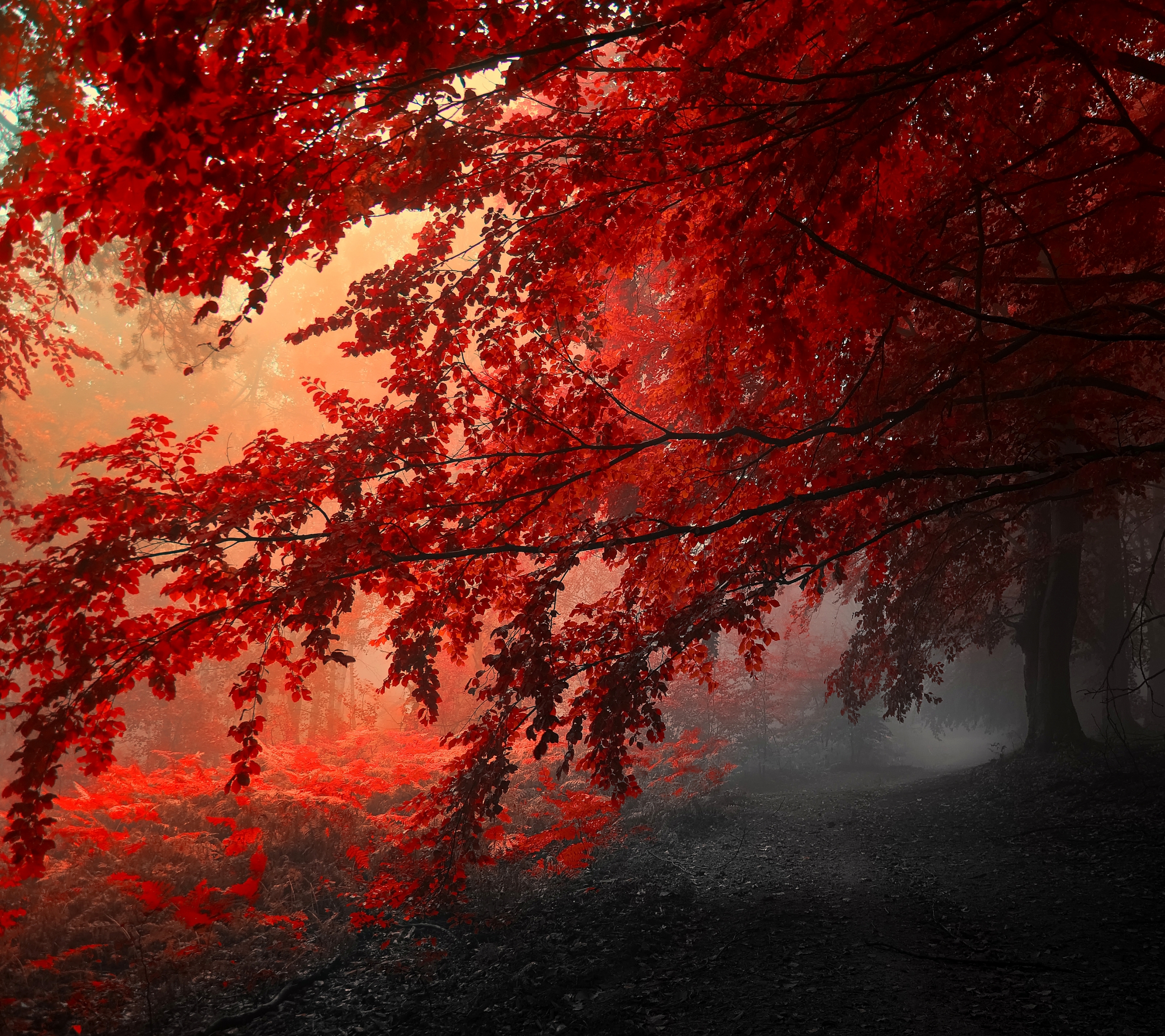 Laden Sie das Bäume, Herbst, Wald, Baum, Erde/natur-Bild kostenlos auf Ihren PC-Desktop herunter