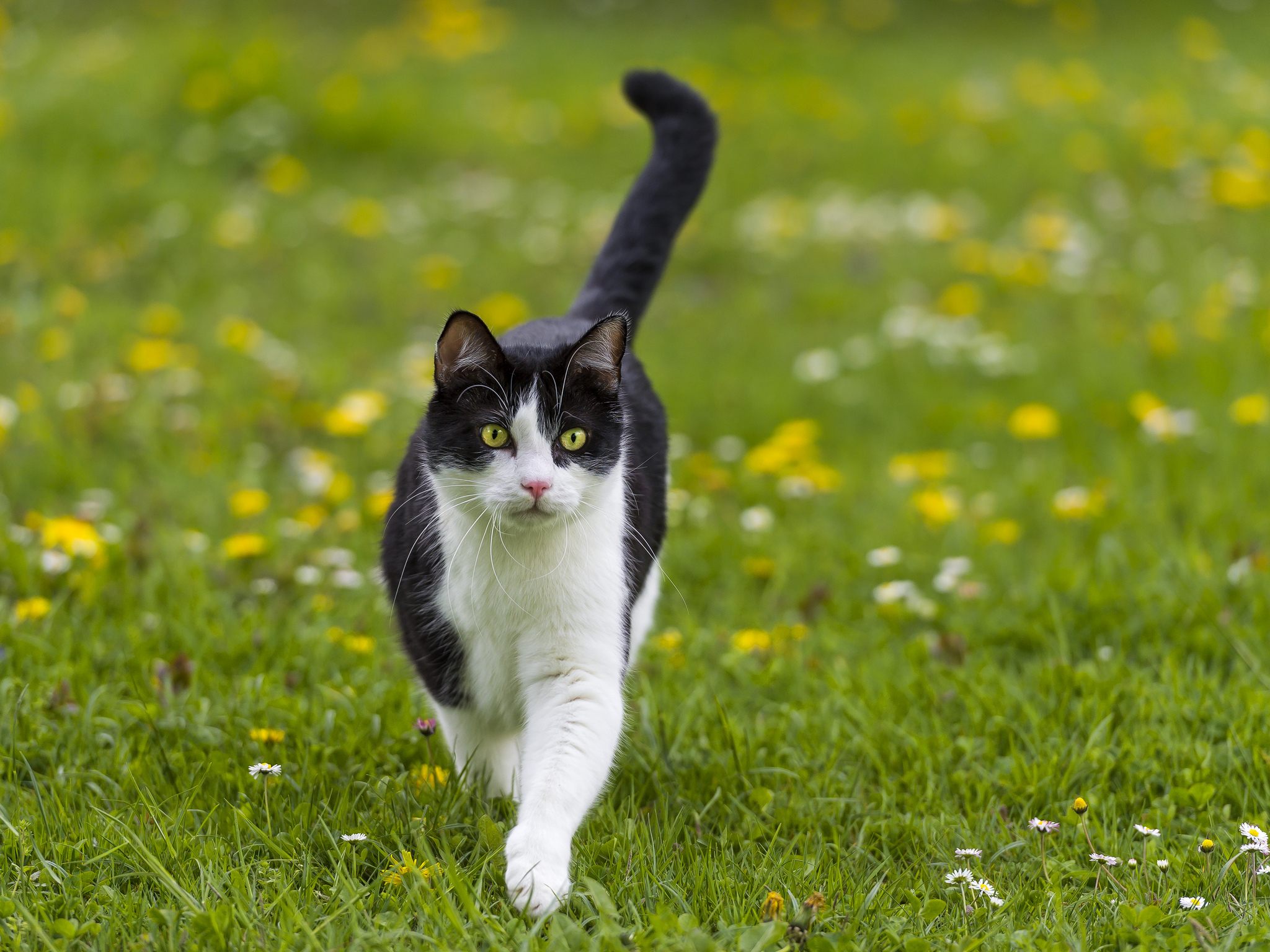 Baixe gratuitamente a imagem Animais, Gatos, Gato na área de trabalho do seu PC