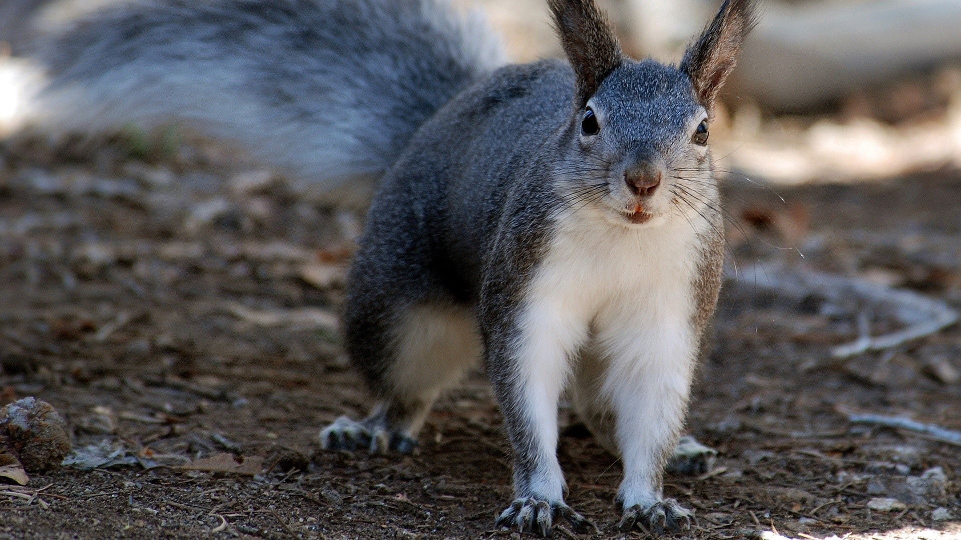 Laden Sie das Tiere, Tier, Eichhörnchen-Bild kostenlos auf Ihren PC-Desktop herunter