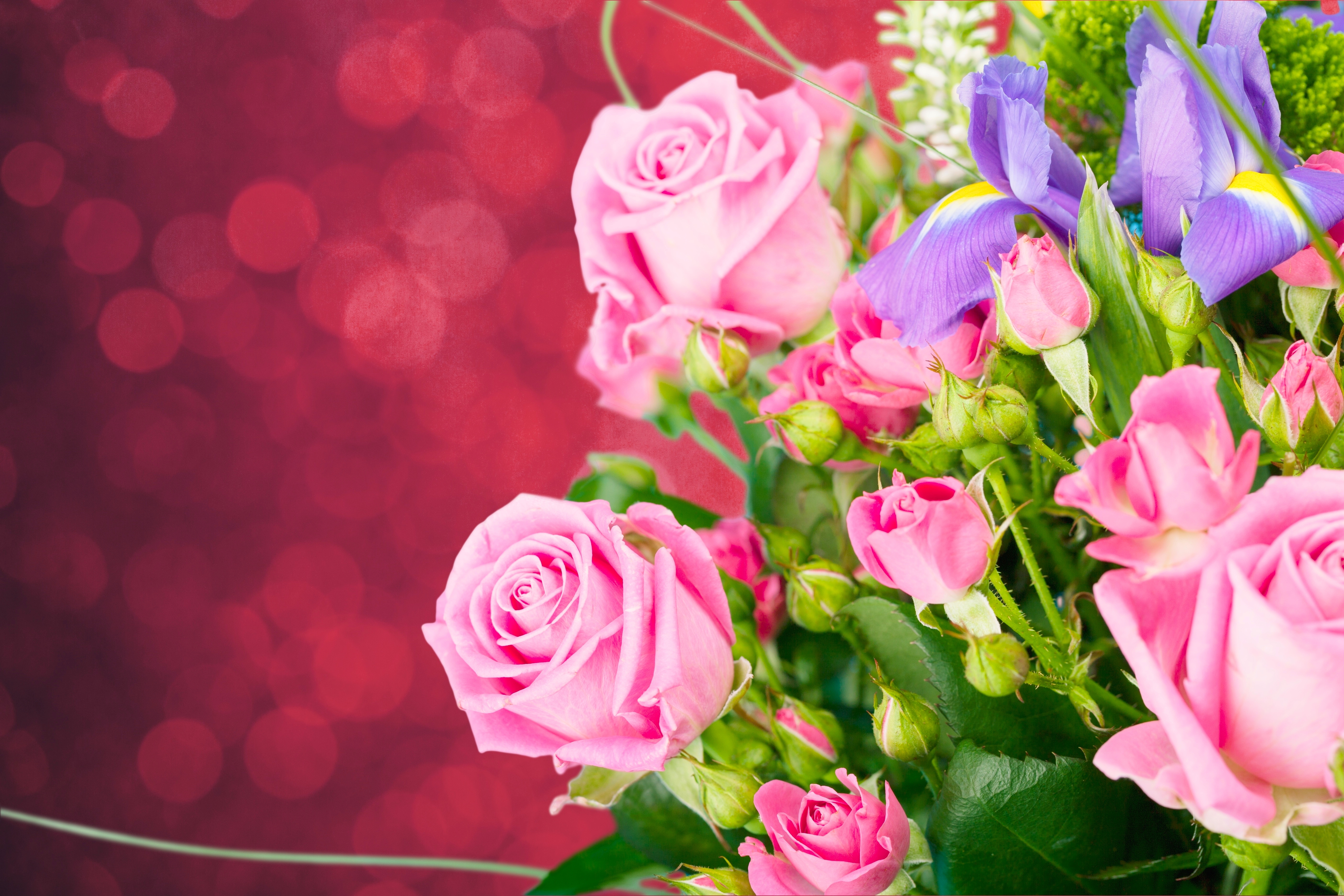 Free download wallpaper Flowers, Flower, Rose, Earth, Bokeh, Pink Flower on your PC desktop