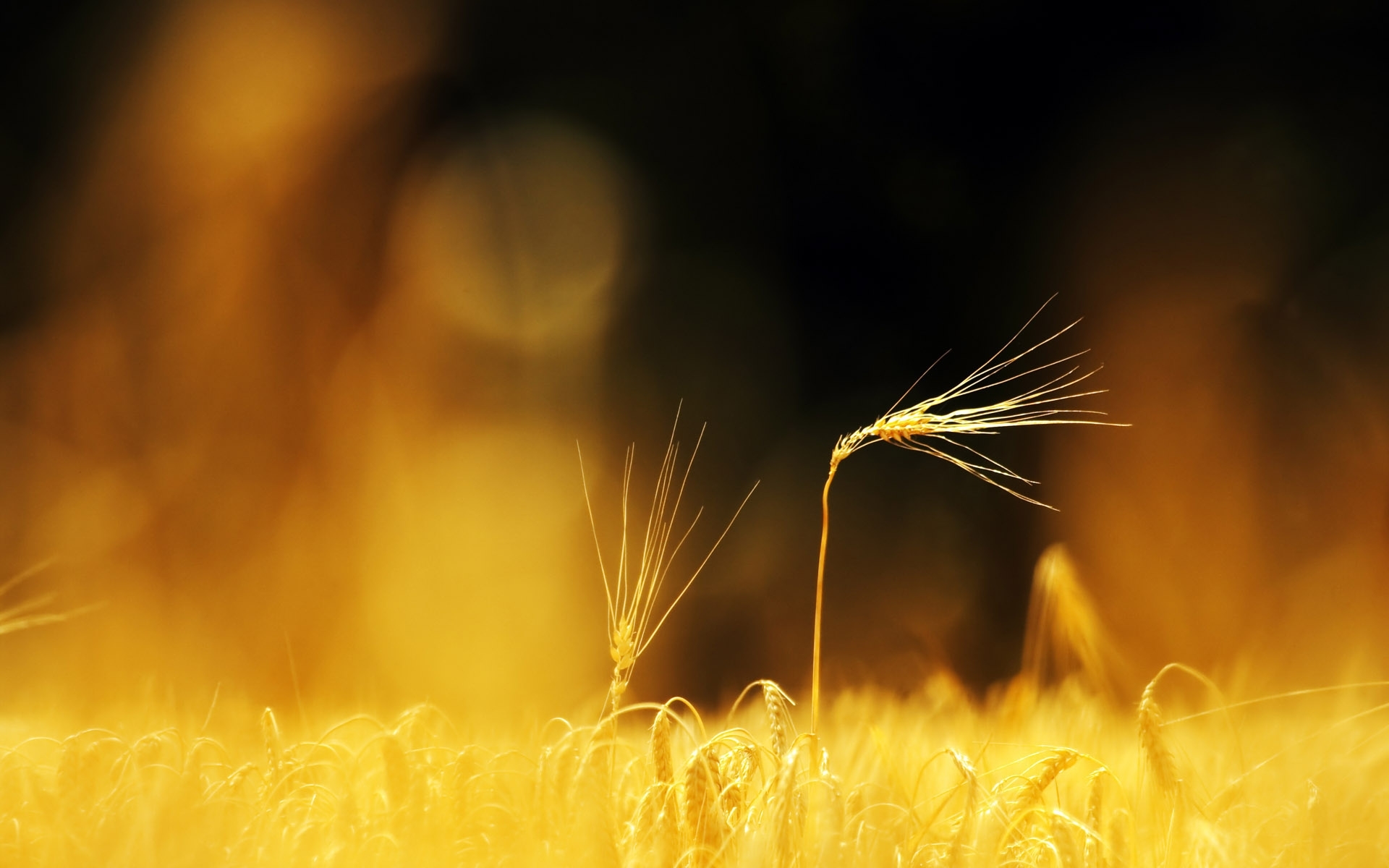 Free download wallpaper Objects, Landscape, Wheat on your PC desktop