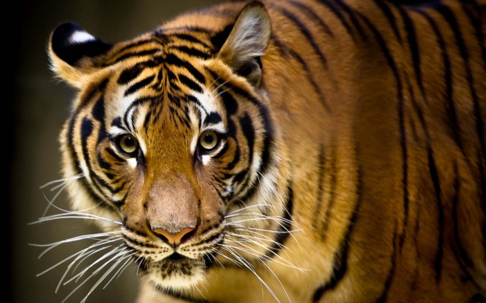 Téléchargez gratuitement l'image Animaux, Chats, Tigre sur le bureau de votre PC