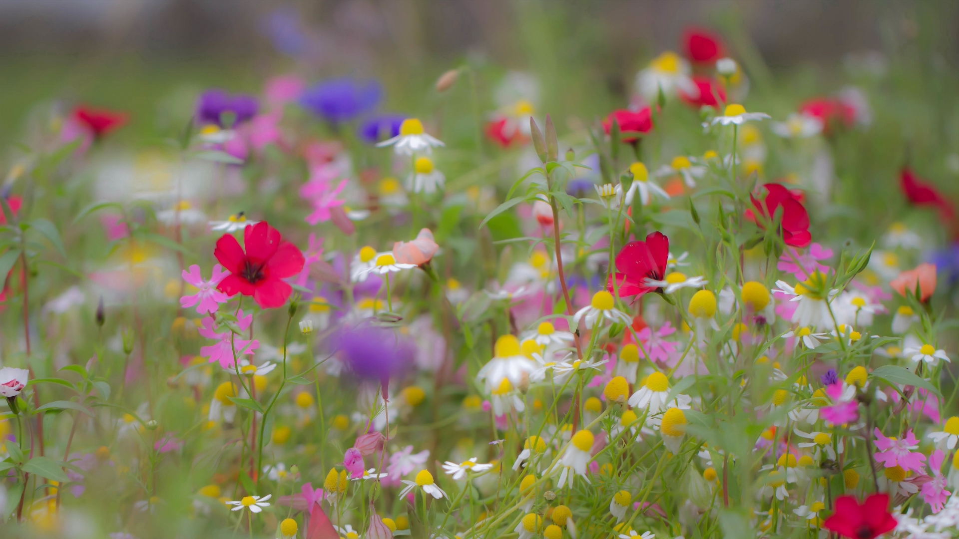 Descarga gratis la imagen Flores, Verano, Flor, Tierra/naturaleza en el escritorio de tu PC