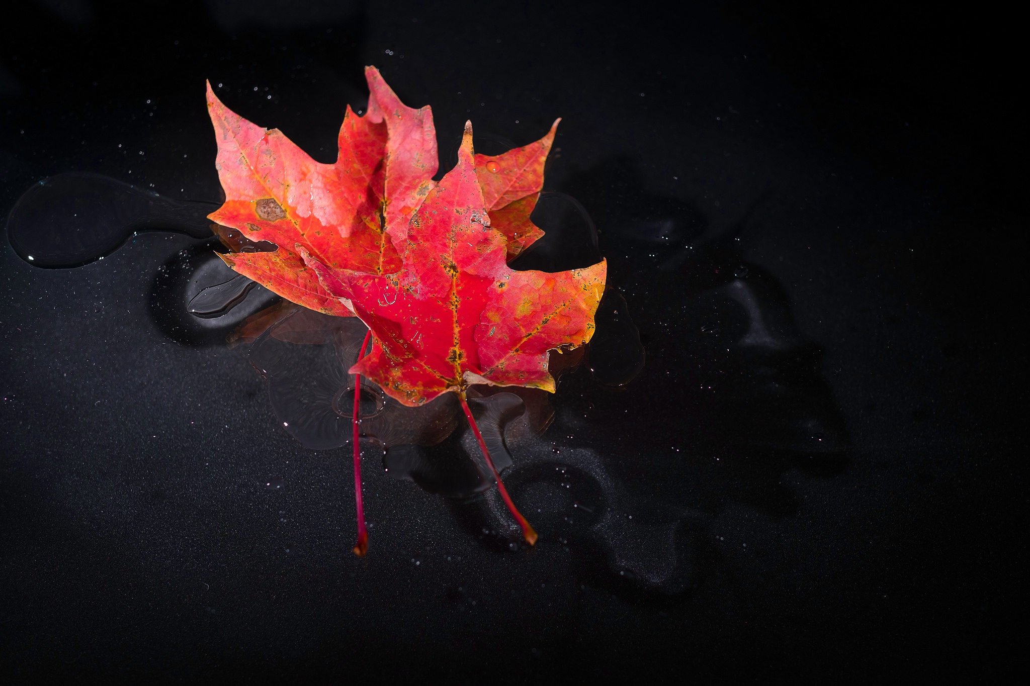 Free download wallpaper Nature, Water, Leaf, Fall, Earth on your PC desktop