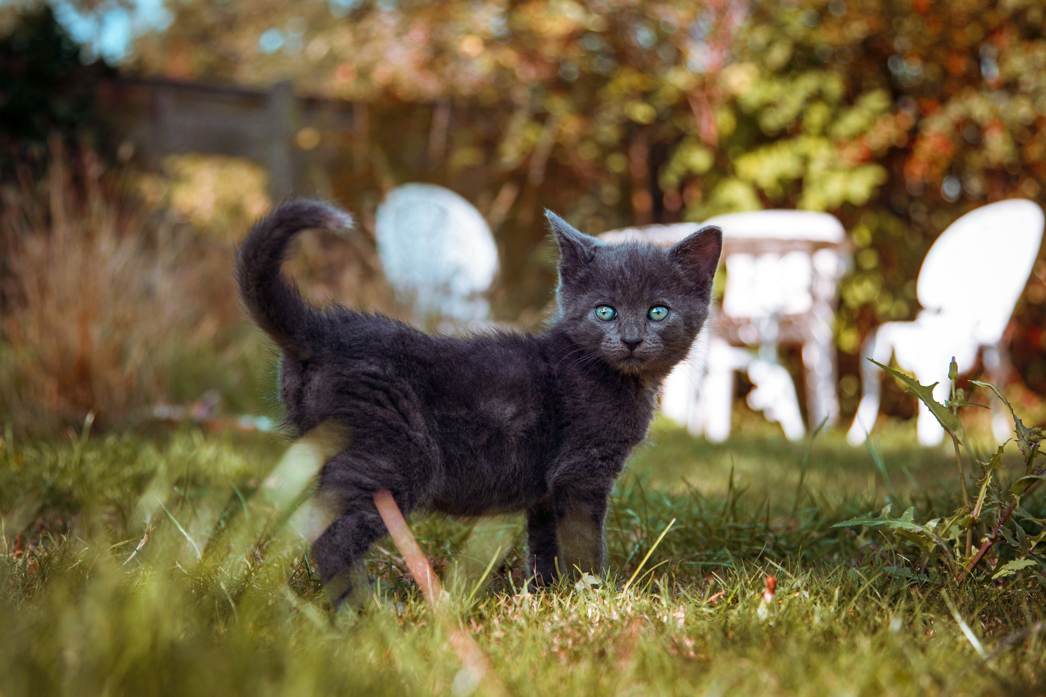 Descarga gratuita de fondo de pantalla para móvil de Animales, Gatos, Gato, Gatito.