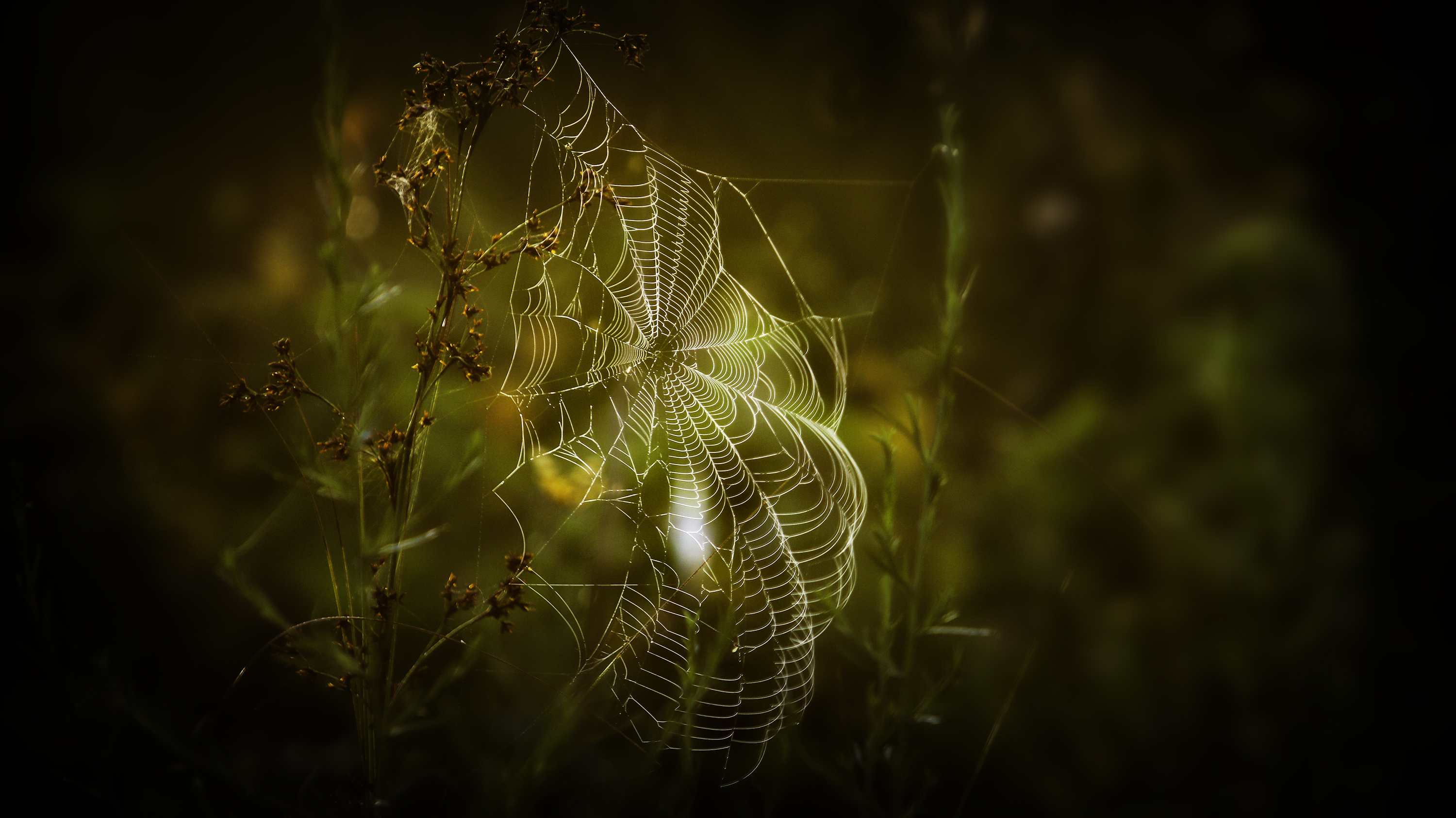 Baixe gratuitamente a imagem Fotografia, Teia De Aranha na área de trabalho do seu PC