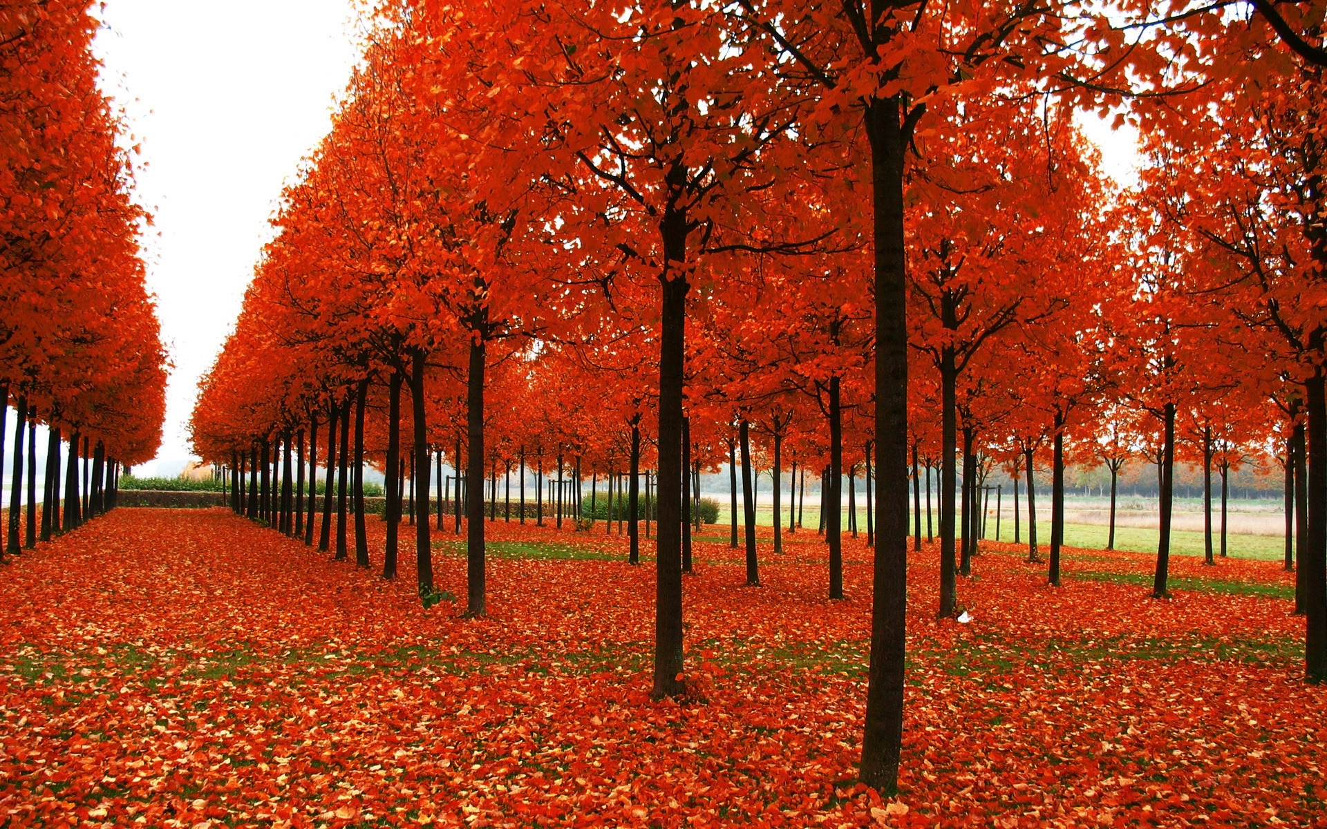 47609 descargar imagen árboles, naturaleza, paisaje, rojo: fondos de pantalla y protectores de pantalla gratis