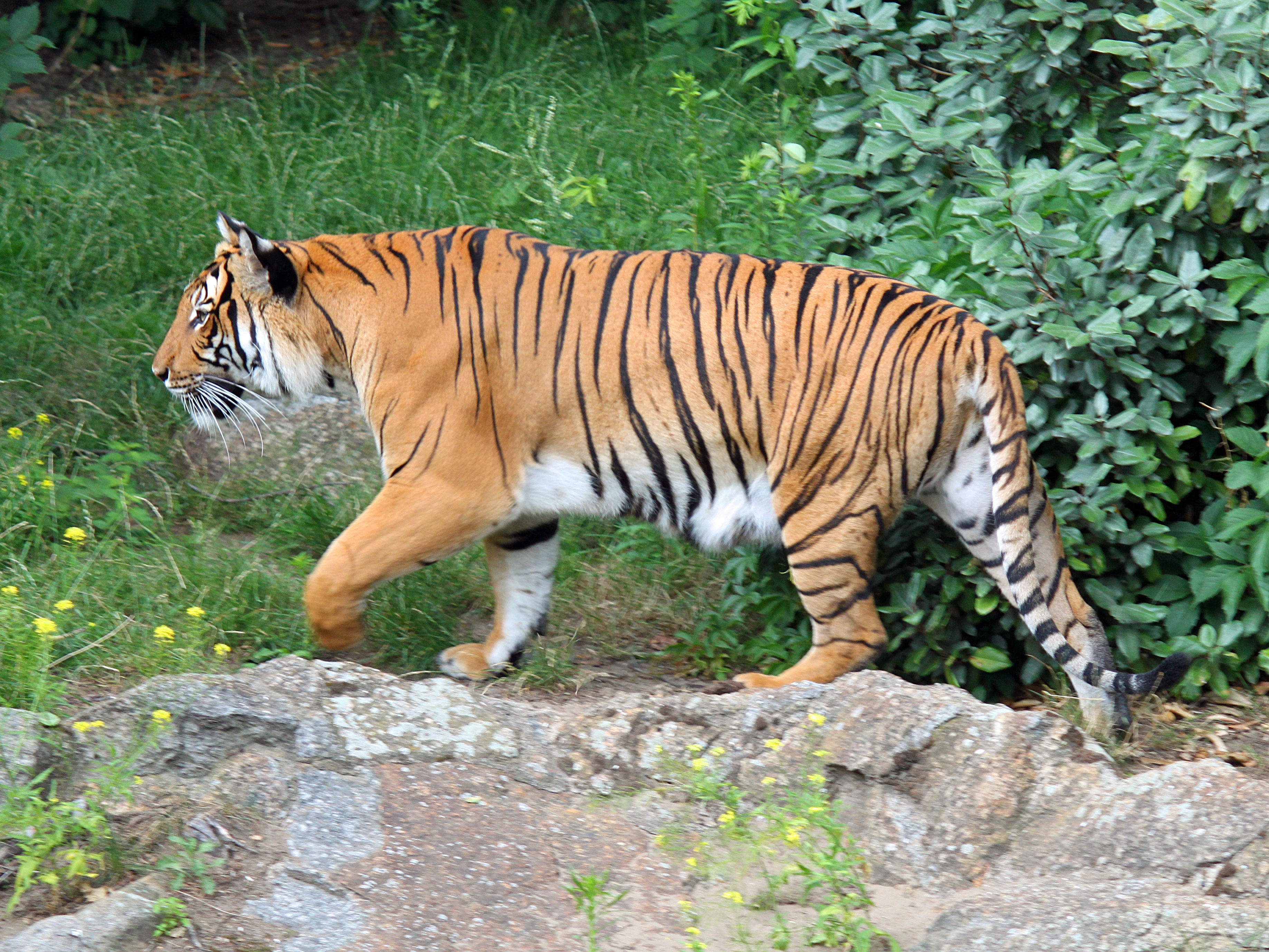 Handy-Wallpaper Tiere, Katzen, Tiger kostenlos herunterladen.