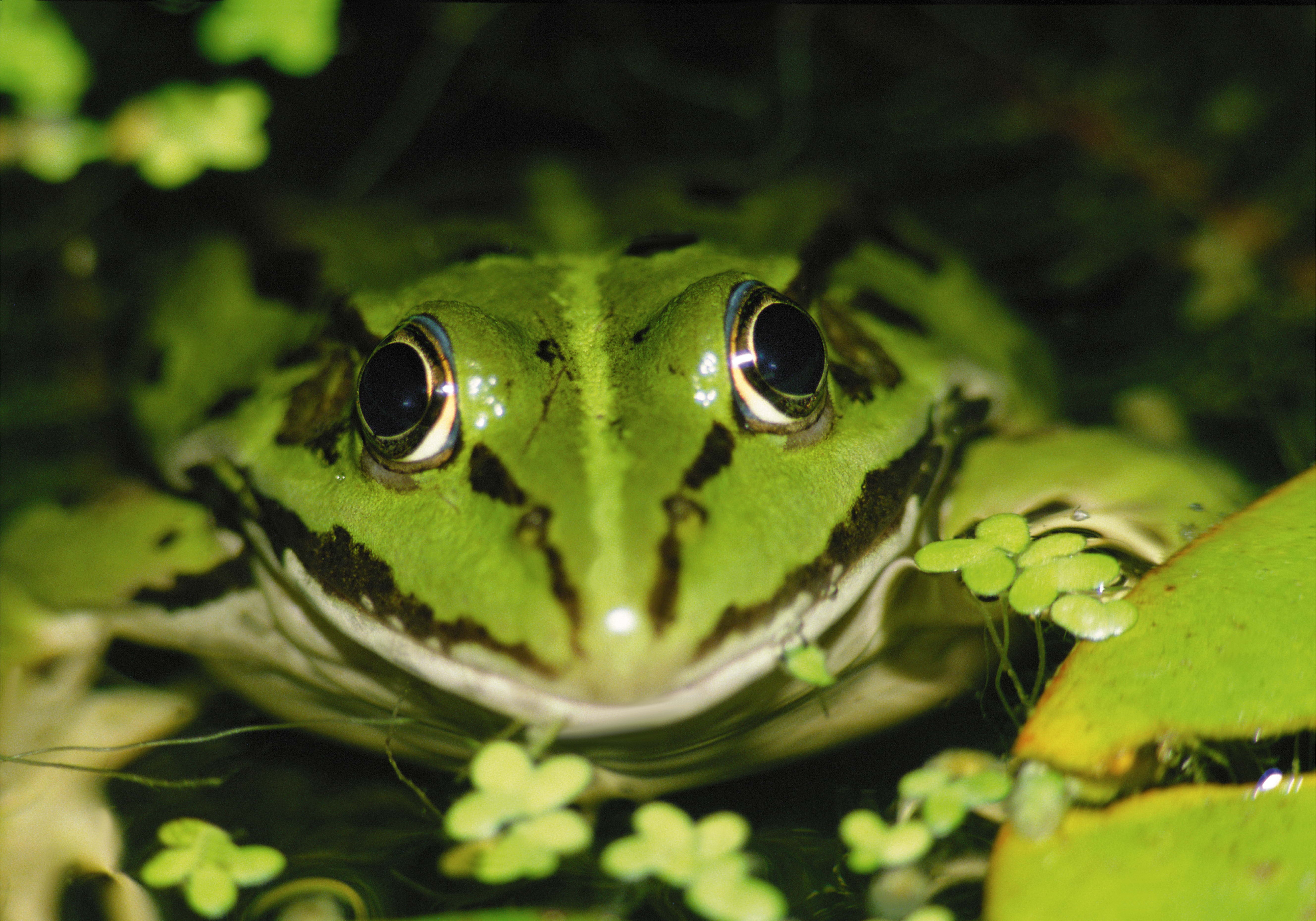 Laden Sie Wasserlinsen HD-Desktop-Hintergründe herunter