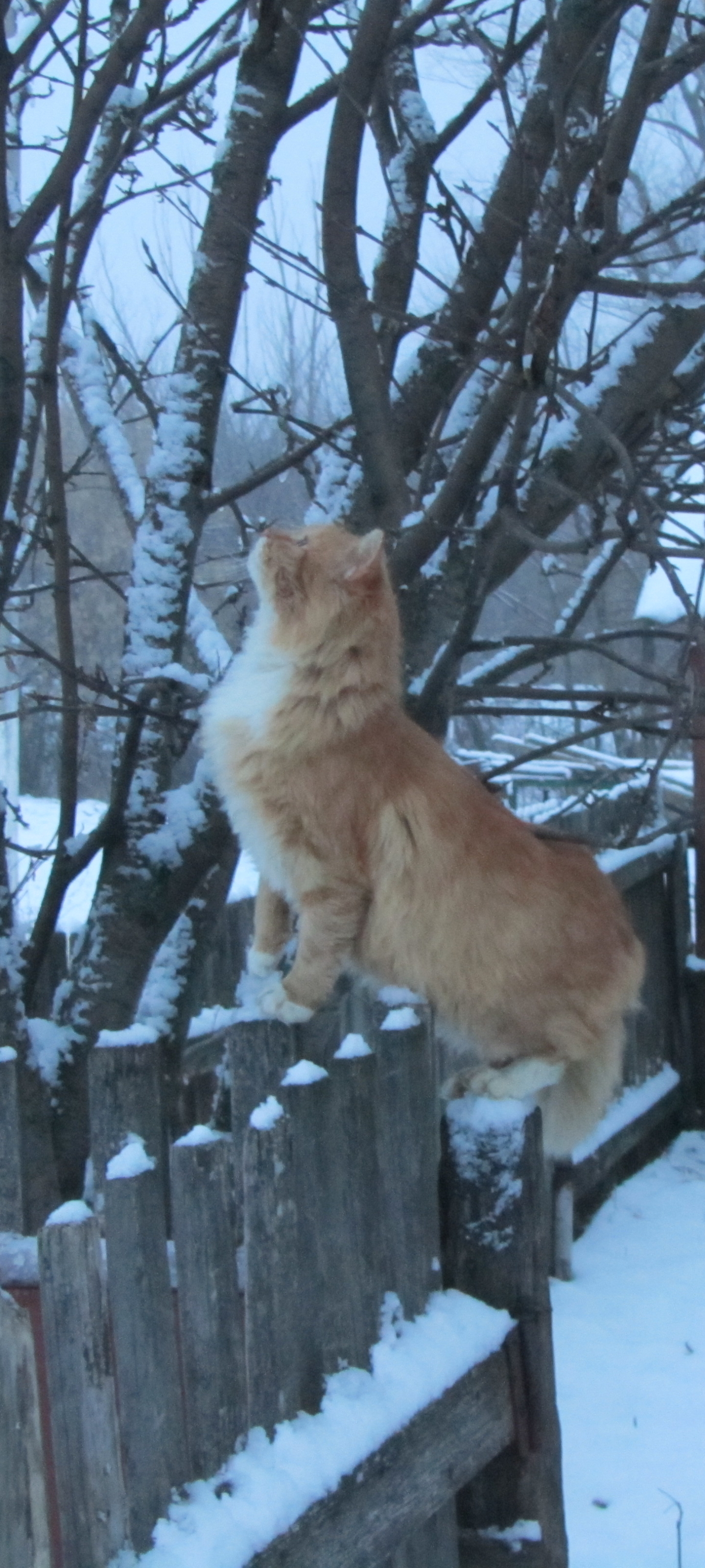 Baixe gratuitamente a imagem Animais, Gatos, Gato na área de trabalho do seu PC