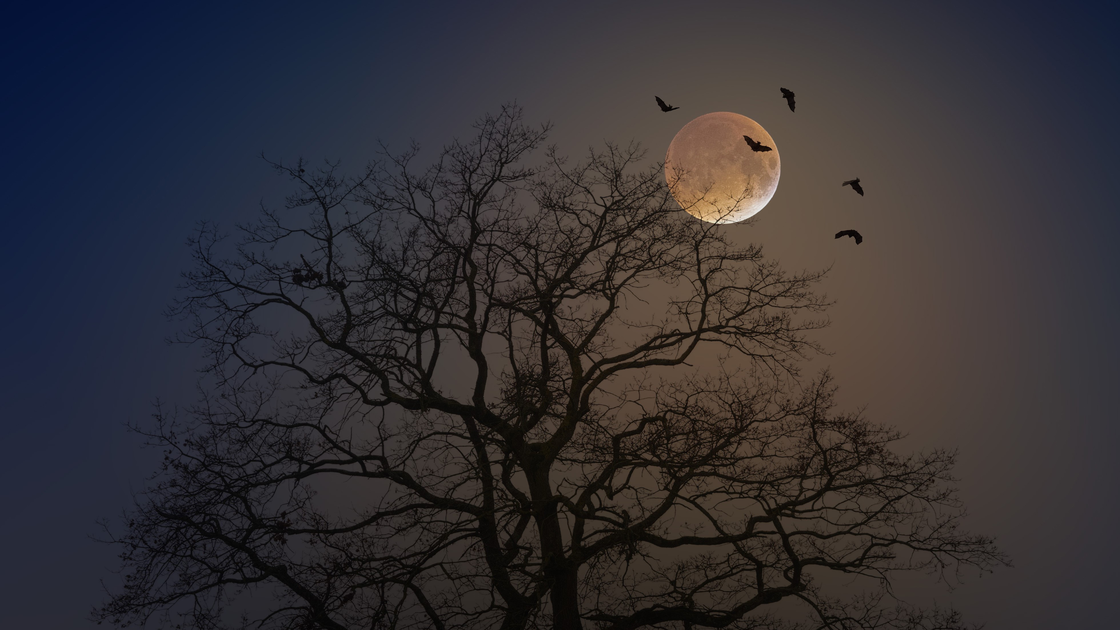 Download mobile wallpaper Moon, Tree, Earth, Bat for free.