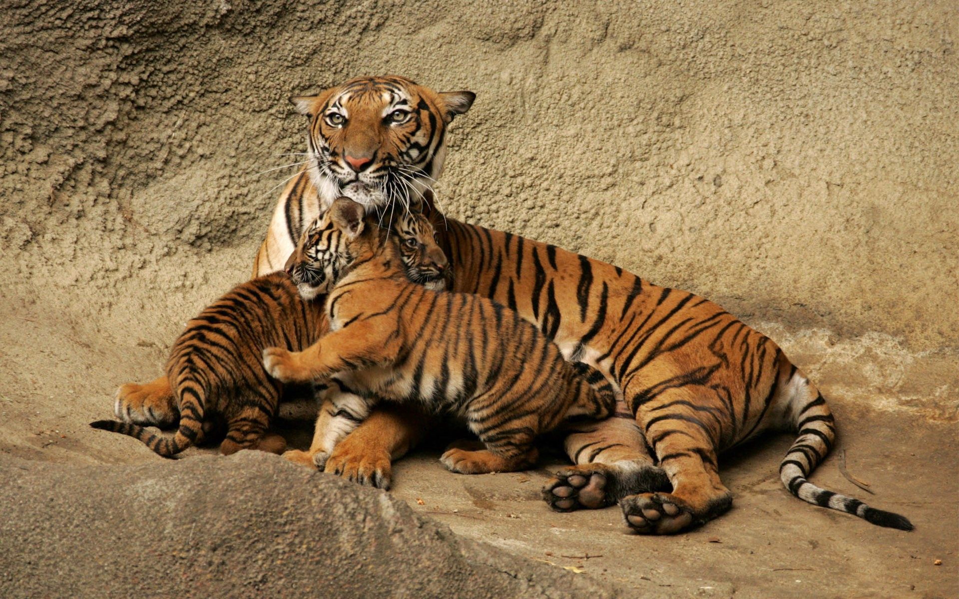 playful, animals, young, tiger, care, cubs