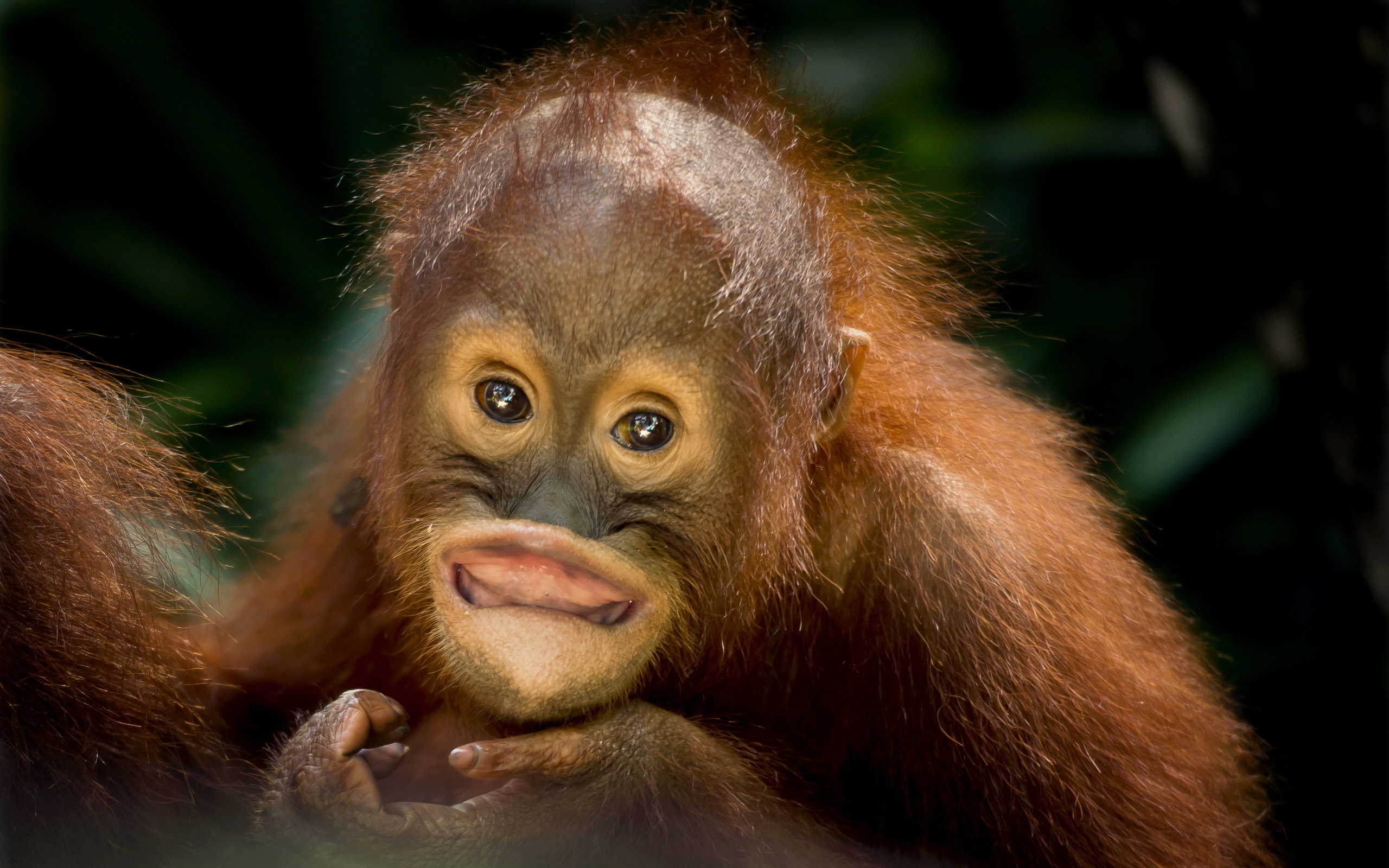 281499 baixar papel de parede animais, orangotango, macacos - protetores de tela e imagens gratuitamente
