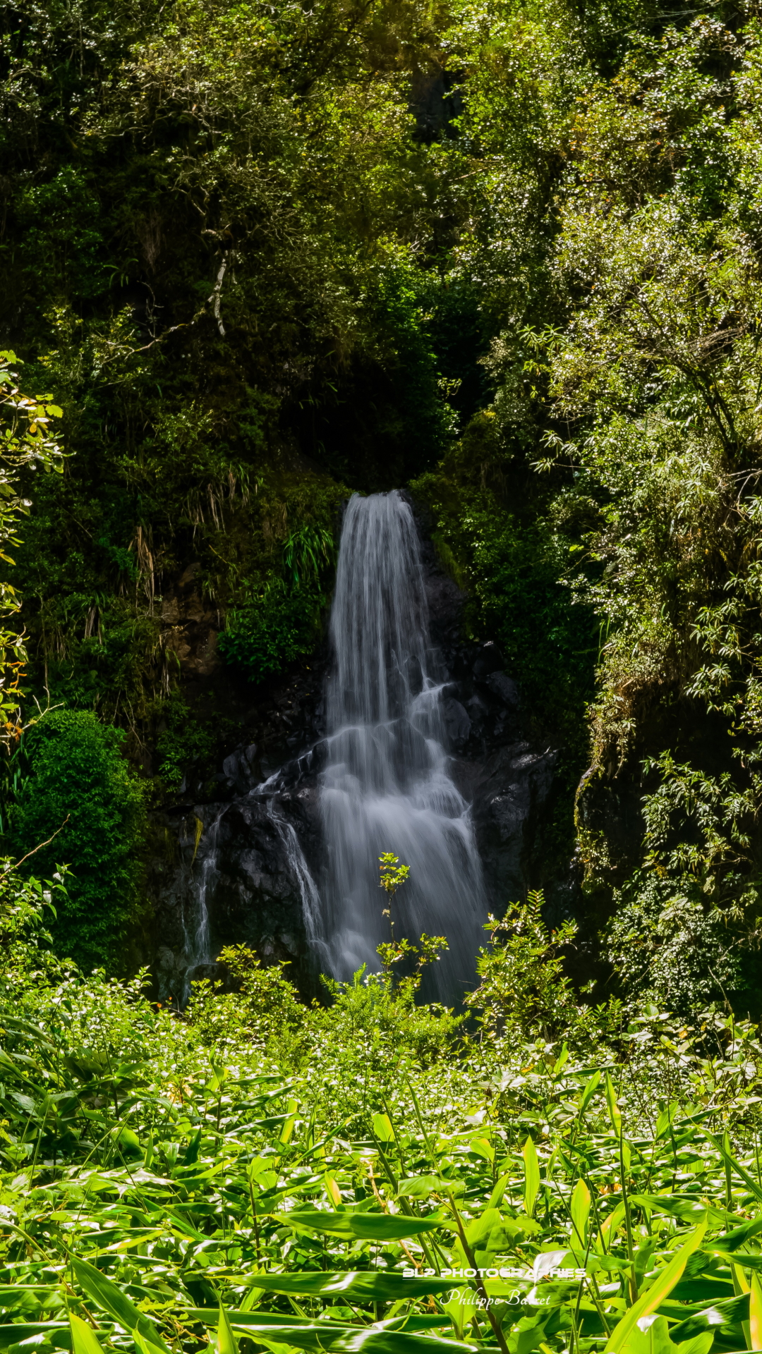 Handy-Wallpaper Wasserfälle, Wasserfall, Wald, Baum, Erde, Erde/natur kostenlos herunterladen.