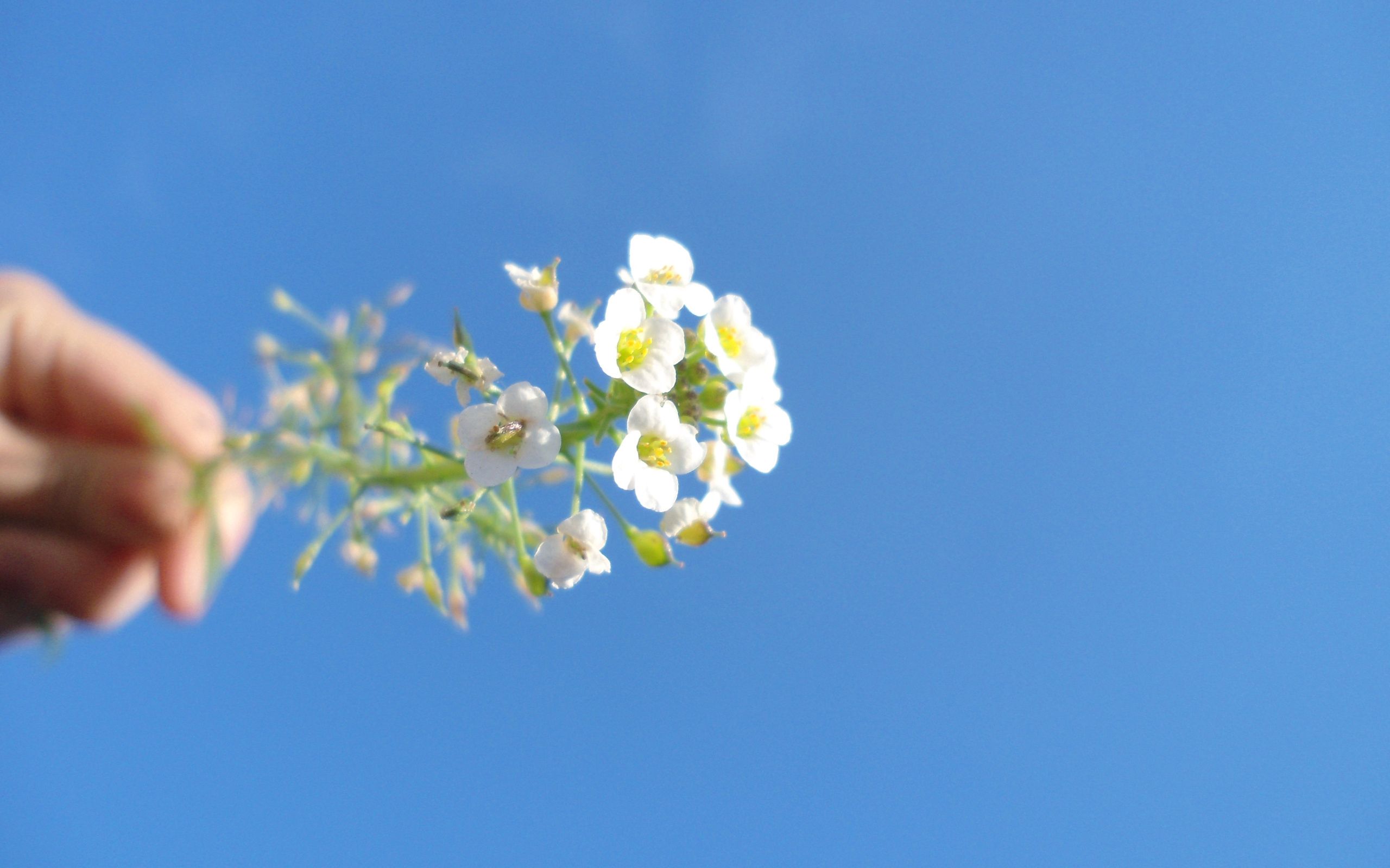 Handy-Wallpaper Blume, Sky, Hübsch, Es Ist Wunderschön, Makro kostenlos herunterladen.