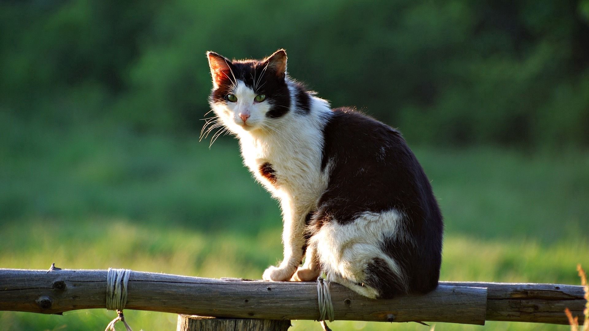 sit, animals, cat, to lie down, lie, fence cell phone wallpapers