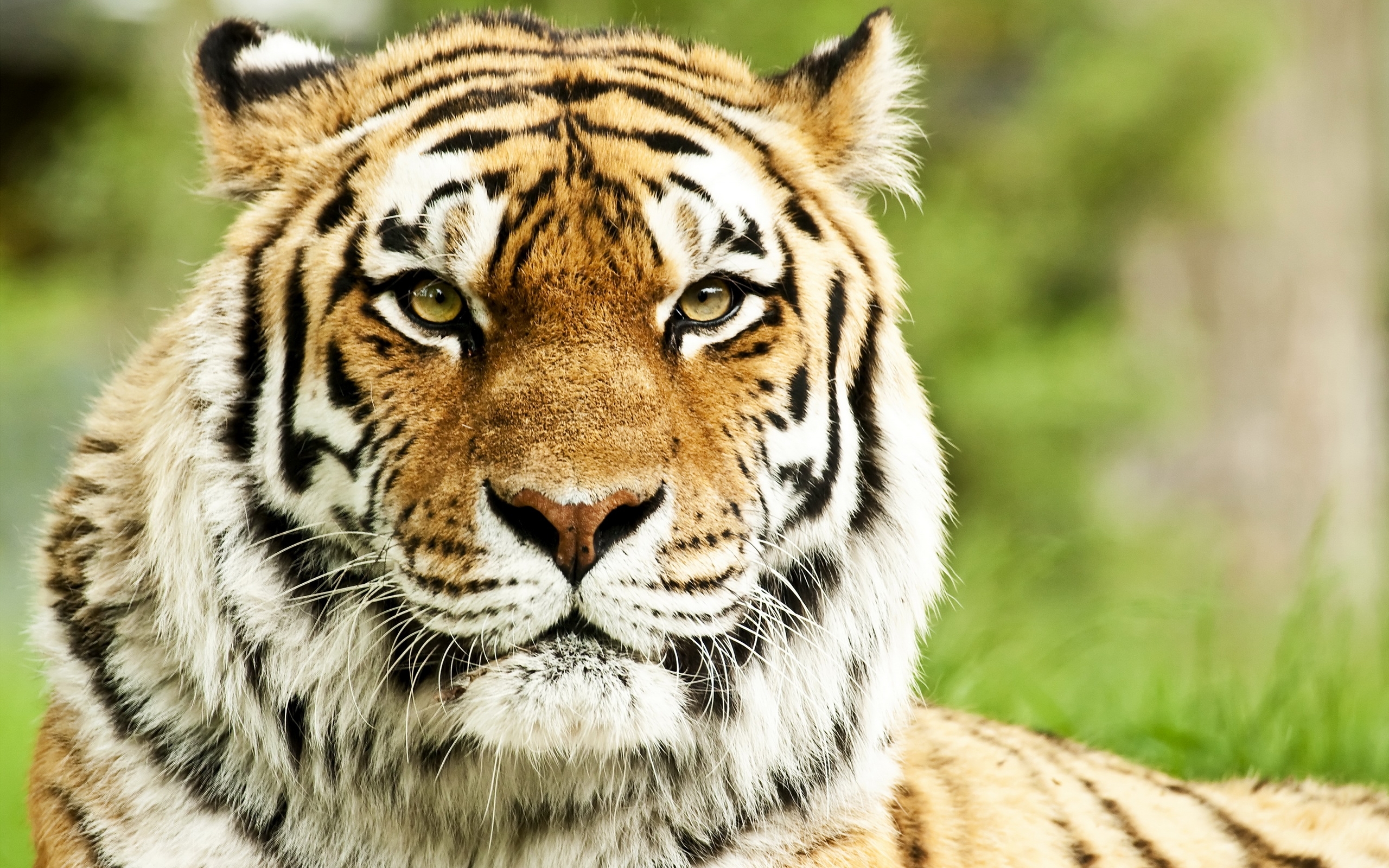 48169 descargar fondo de pantalla tigres, animales, amarillo: protectores de pantalla e imágenes gratis