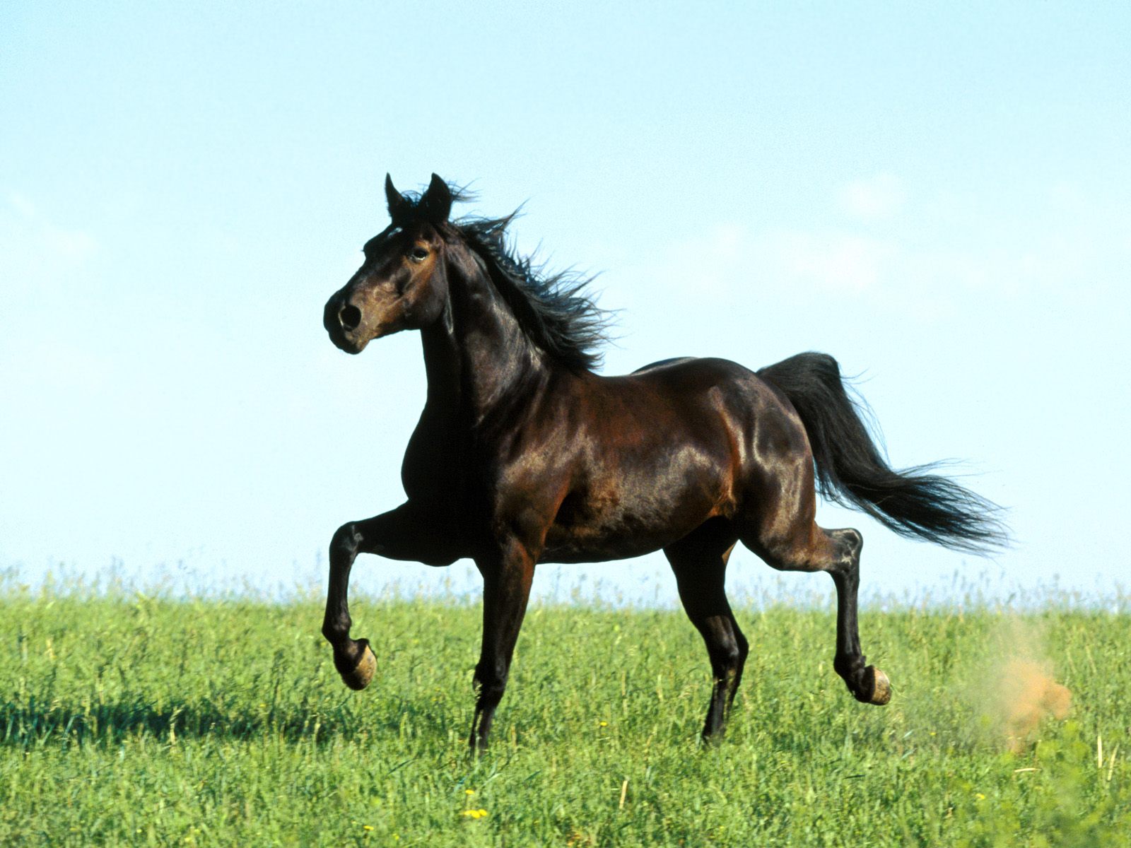 Free download wallpaper Animal, Horse on your PC desktop