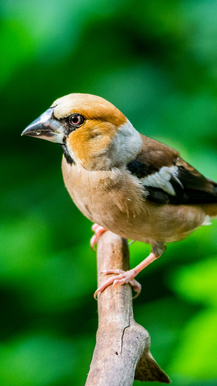 Handy-Wallpaper Tiere, Vögel, Vogel, Ast, Zweig, Verwischen kostenlos herunterladen.