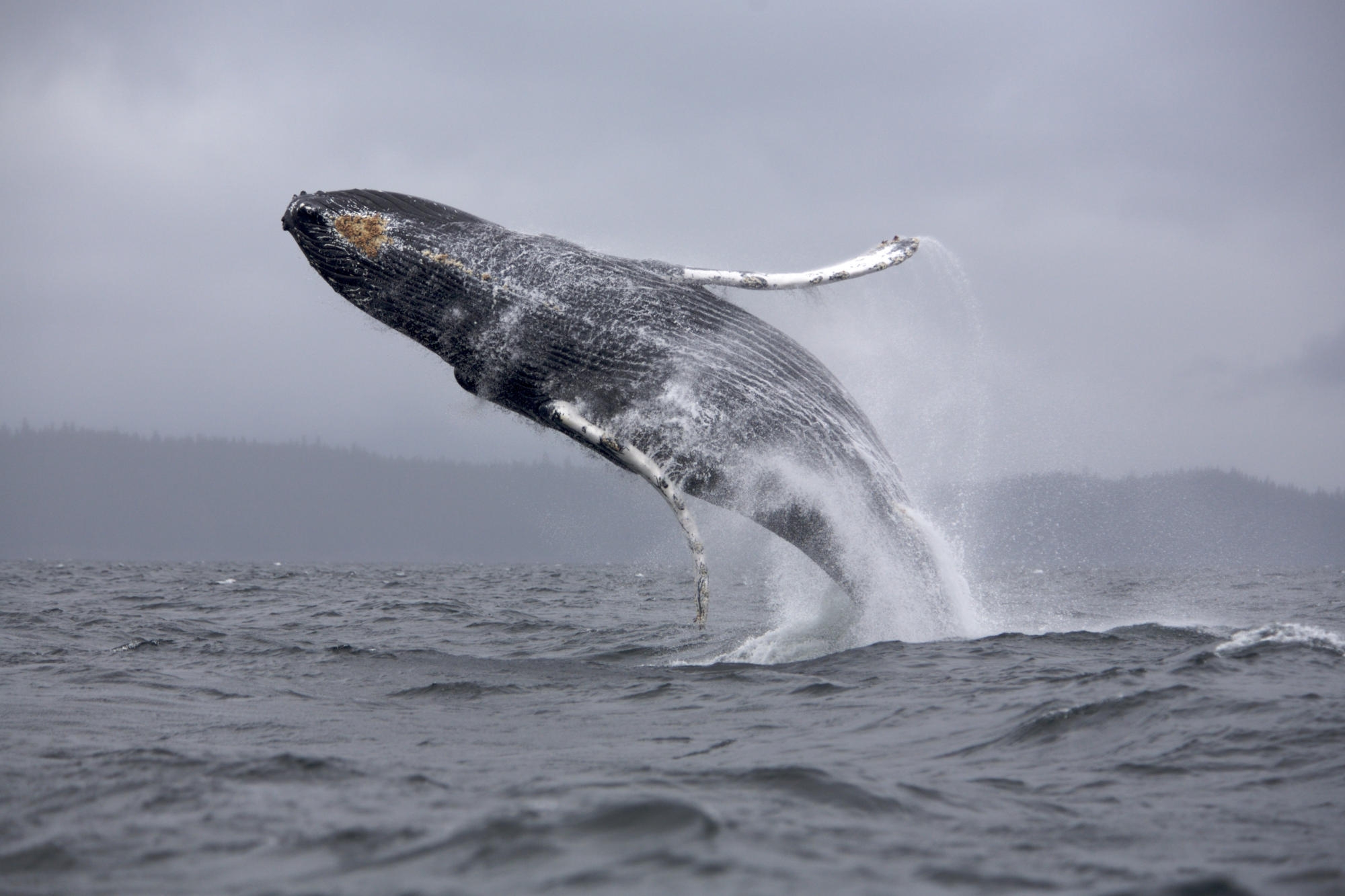 whale, animals, sea, ocean, spray, bounce, jump HD wallpaper