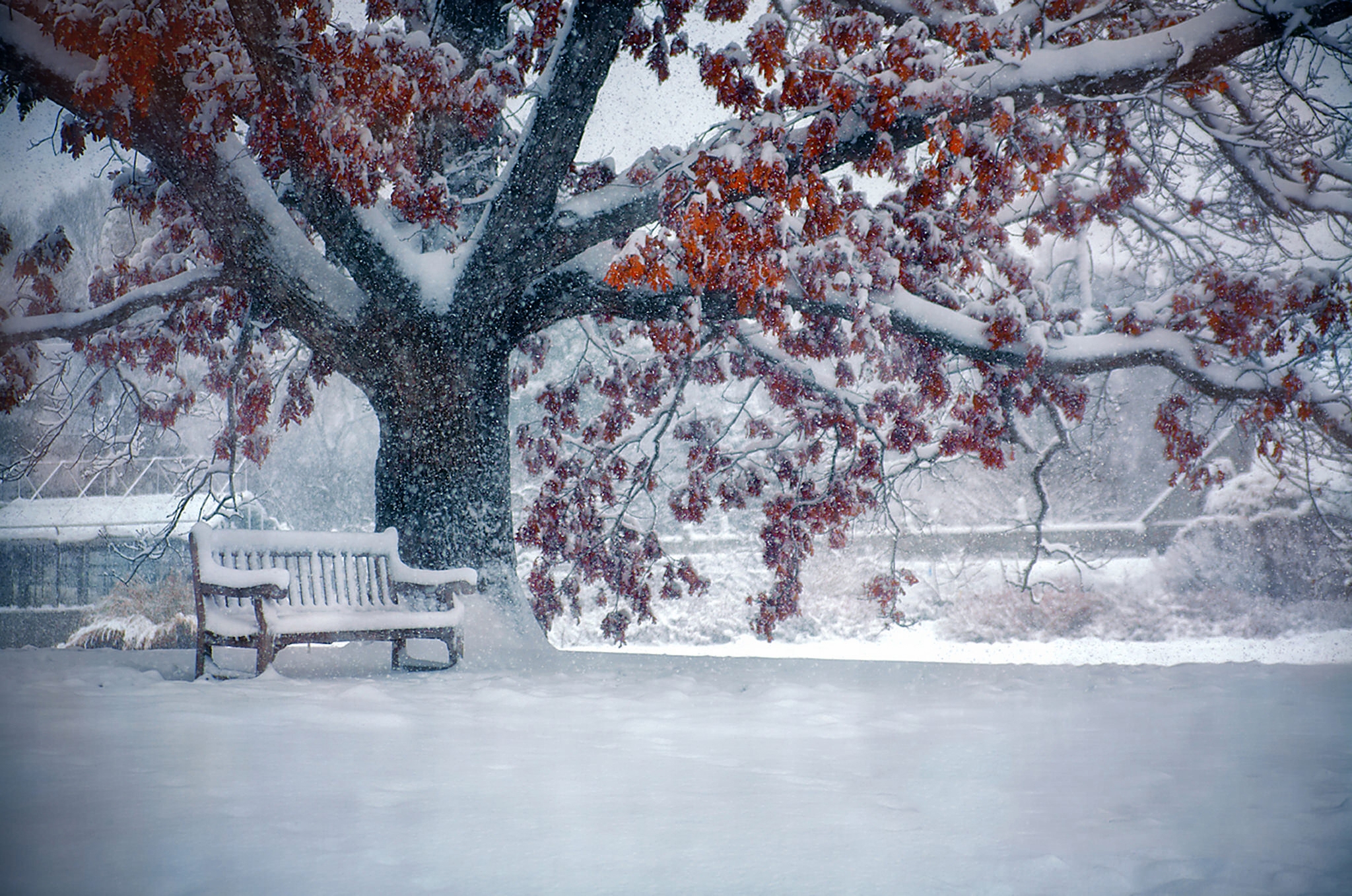 Free download wallpaper Winter, Snow, Park, Tree, Earth, Bench, Photography, Snowfall on your PC desktop