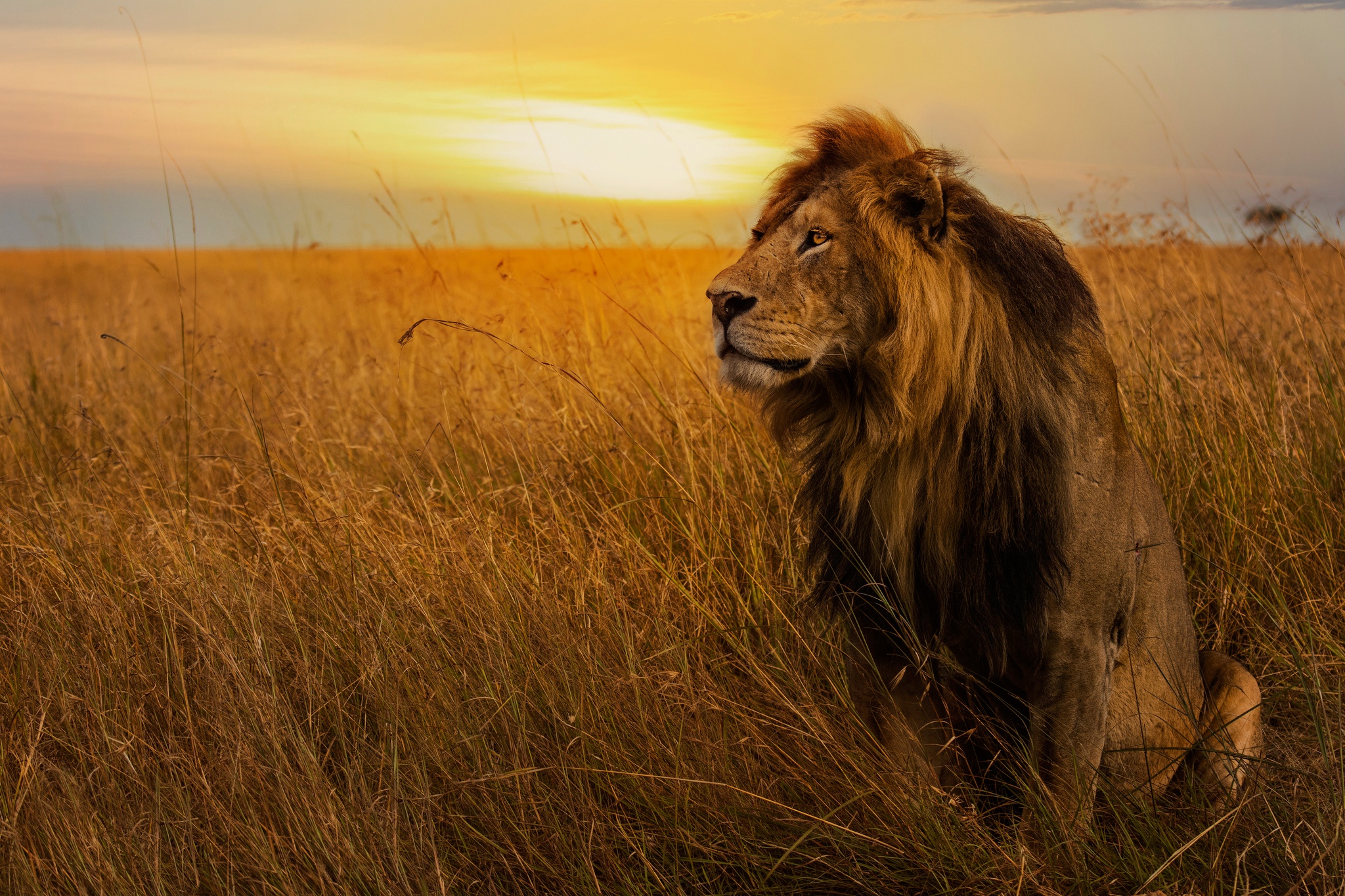 Téléchargez gratuitement l'image Animaux, Chats, Lion sur le bureau de votre PC