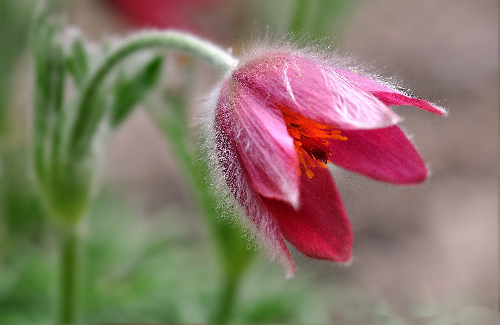 Descarga gratuita de fondo de pantalla para móvil de Flores, Flor, Tierra/naturaleza.