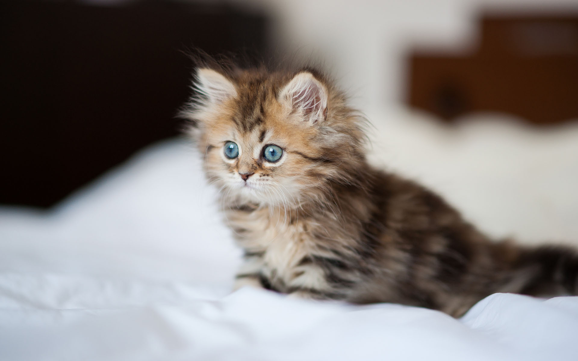 Laden Sie das Tiere, Katzen, Katze, Kätzchen, Süß-Bild kostenlos auf Ihren PC-Desktop herunter