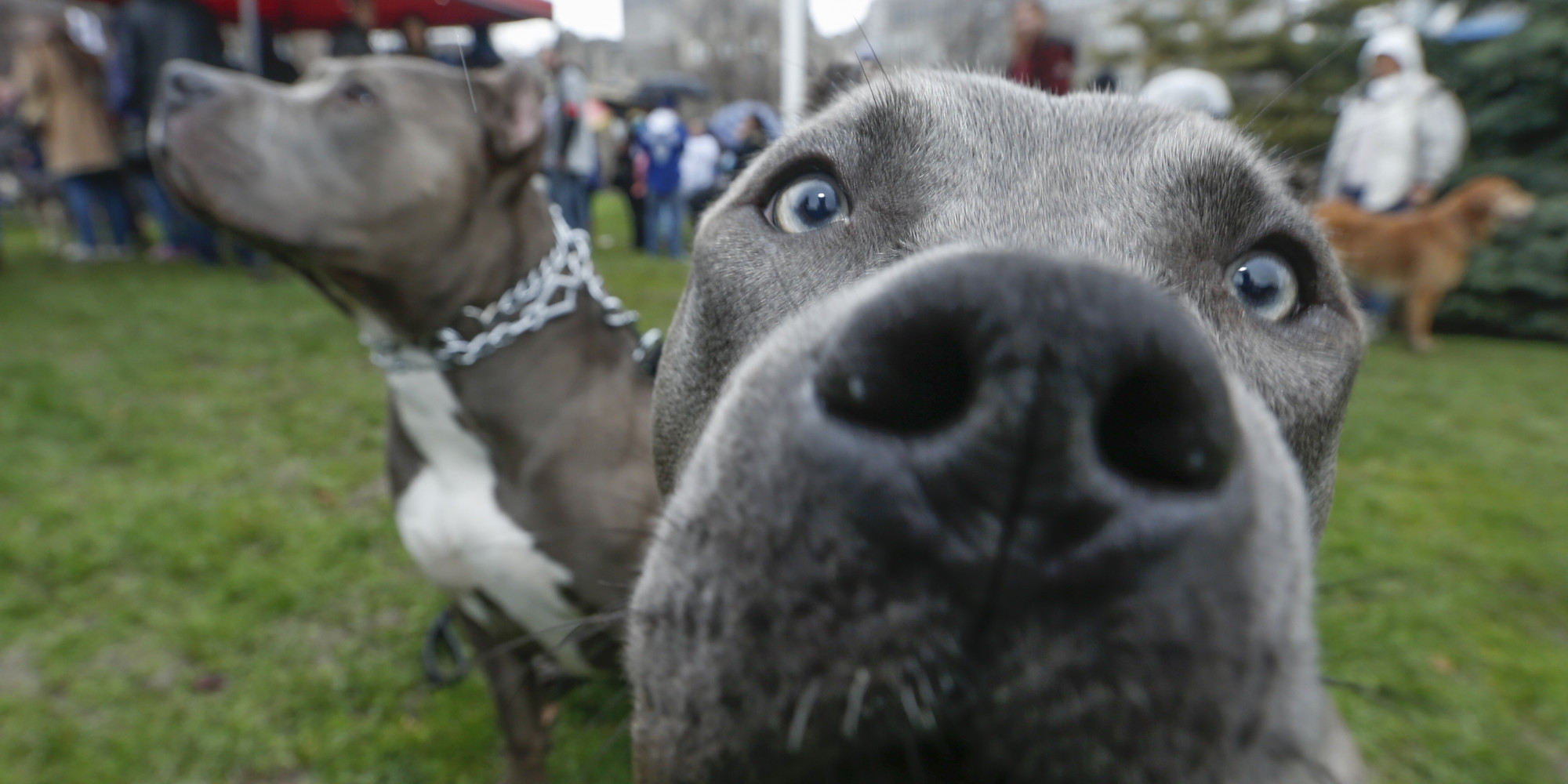 365392 descargar imagen animales, pitbull, perros: fondos de pantalla y protectores de pantalla gratis